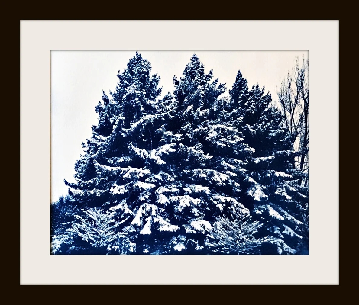 snowyFolsomtreesFRAMED.jpg