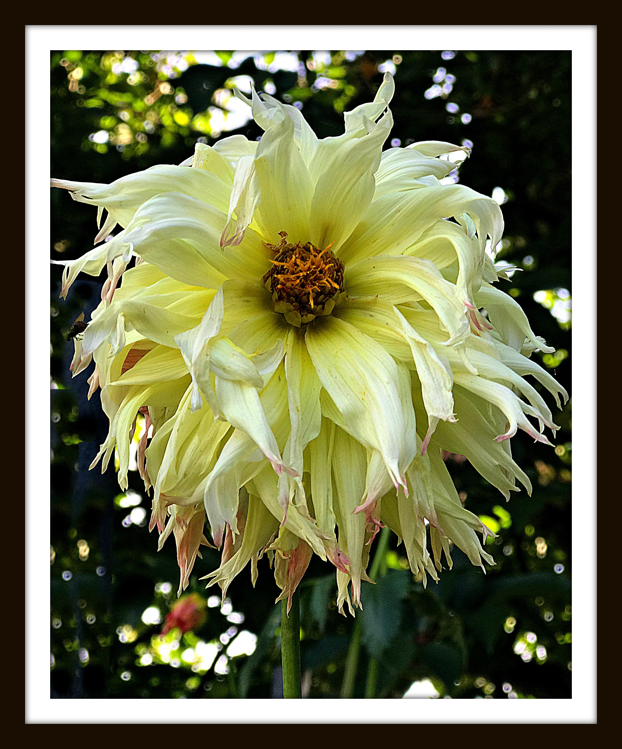 DahliaVillaPHOTOframed.jpg