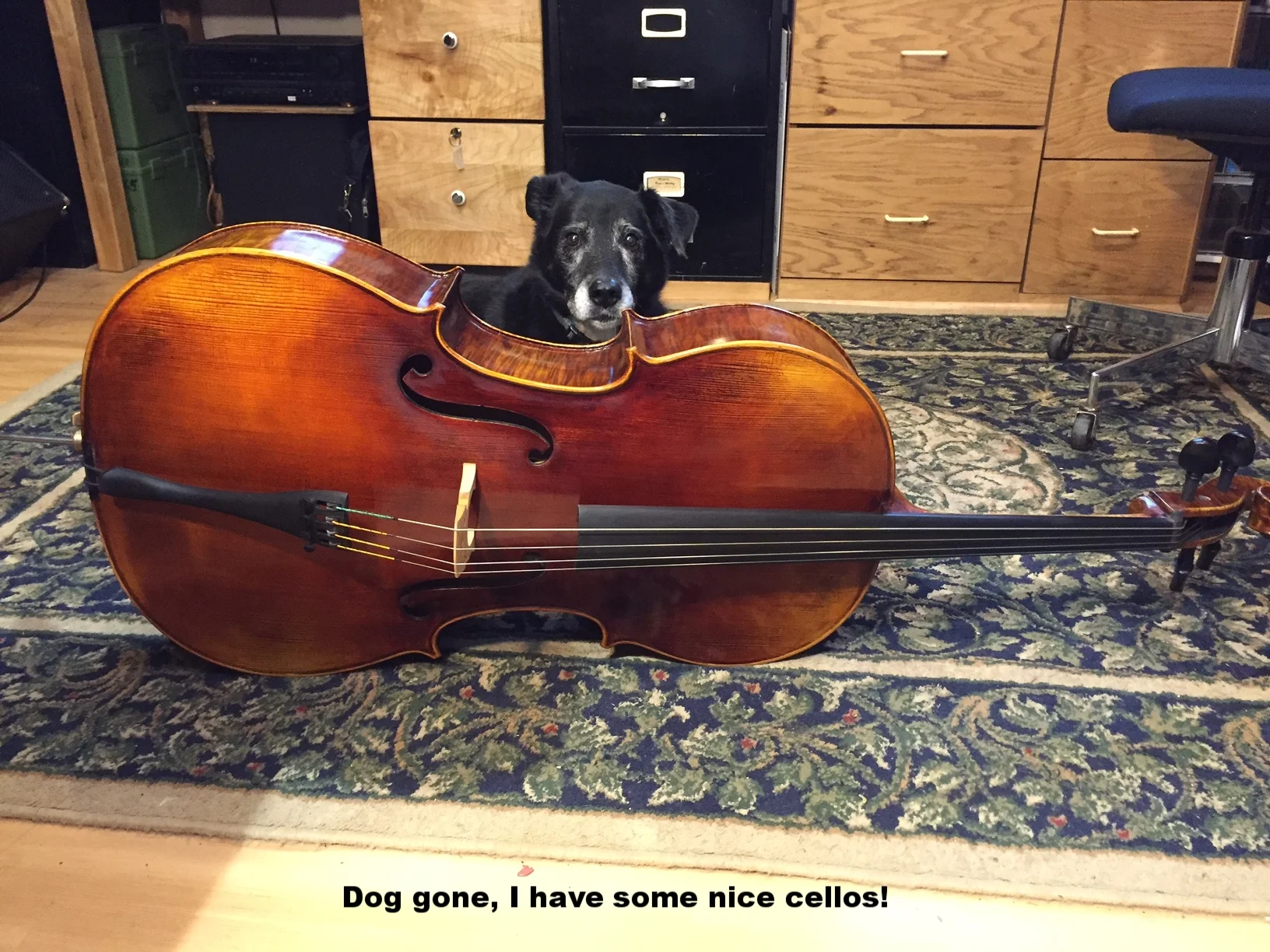 Cello with Beta.JPG