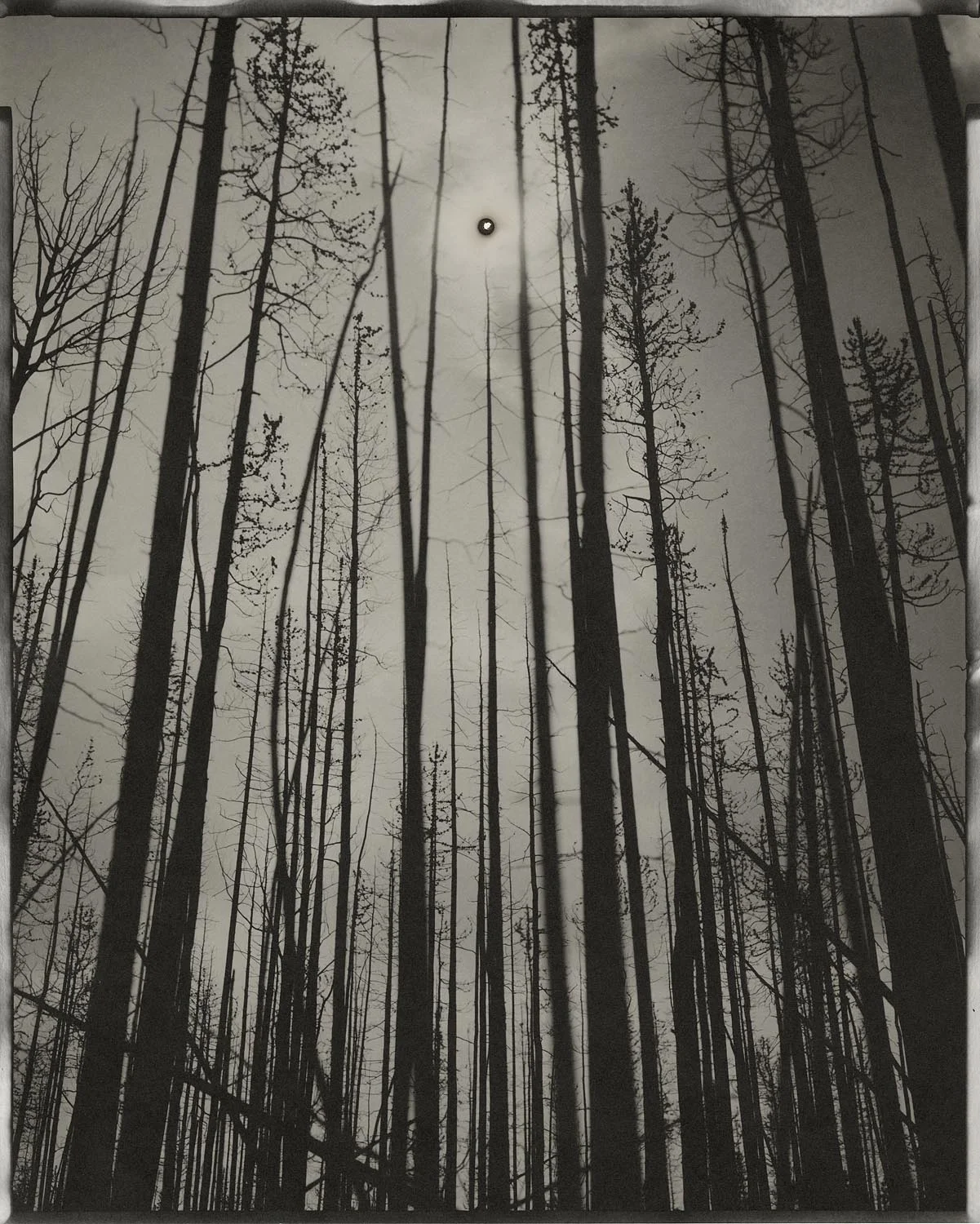 Vertical black-and-white image of thin tree trunks against a bright sky, with a small circular burn near the upper center.