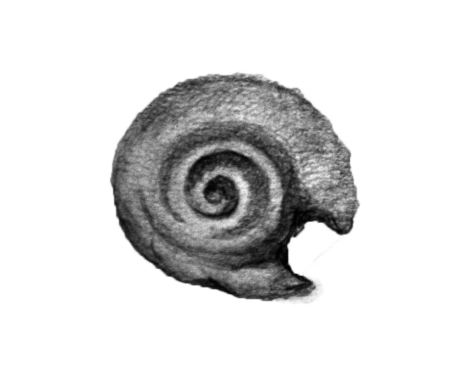 Snail Shell