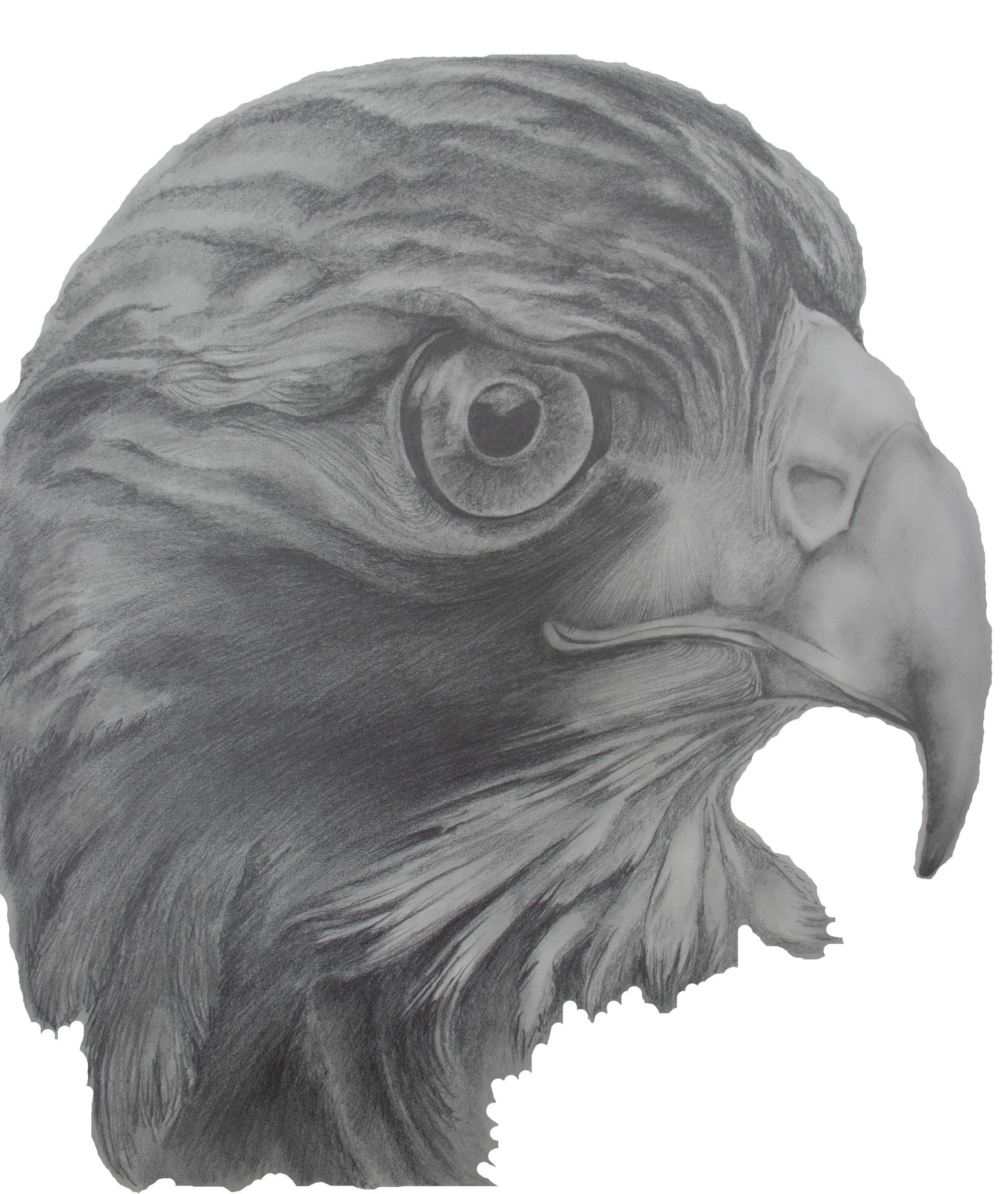 Hawk.jpg