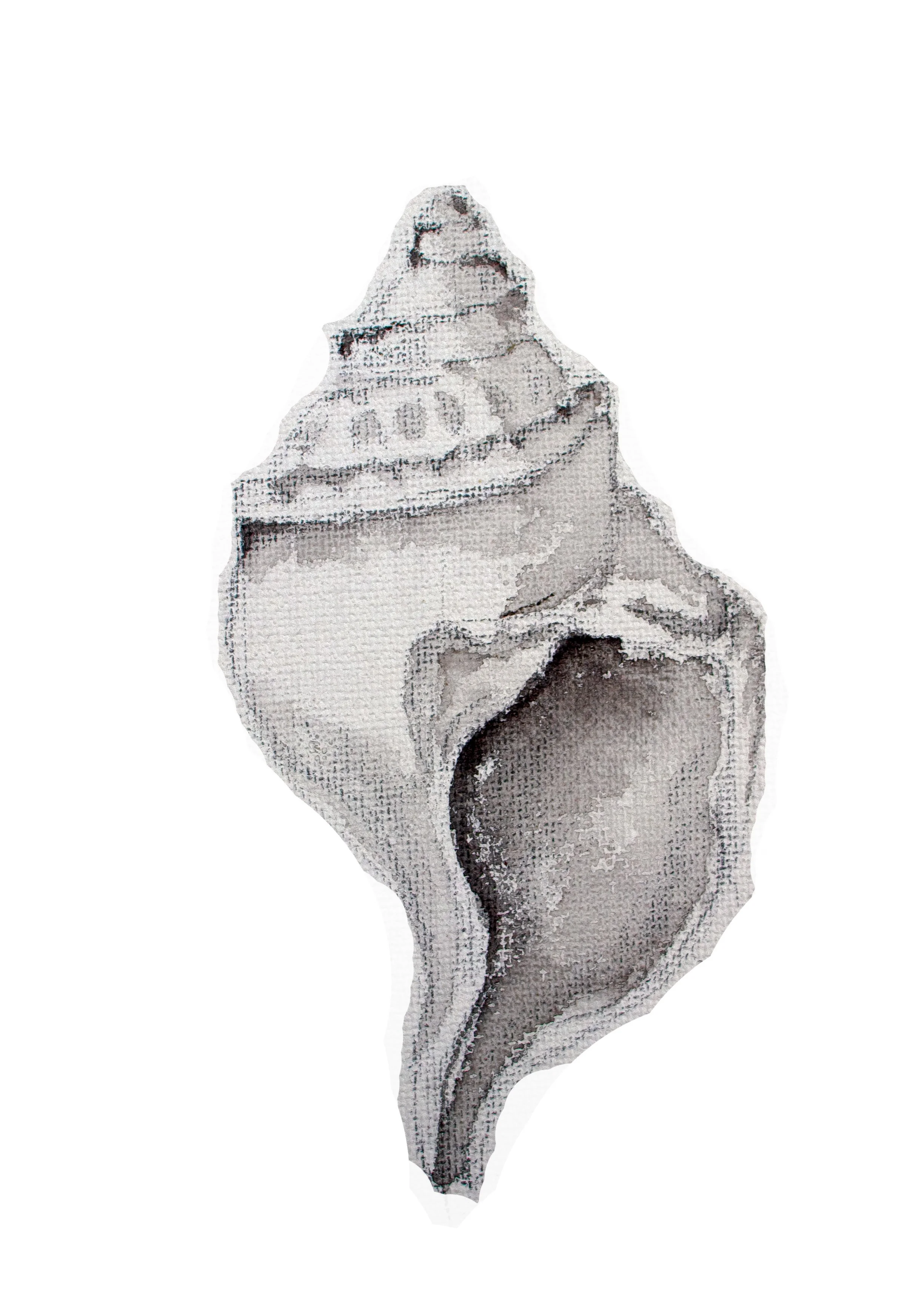 ConchShell.jpg