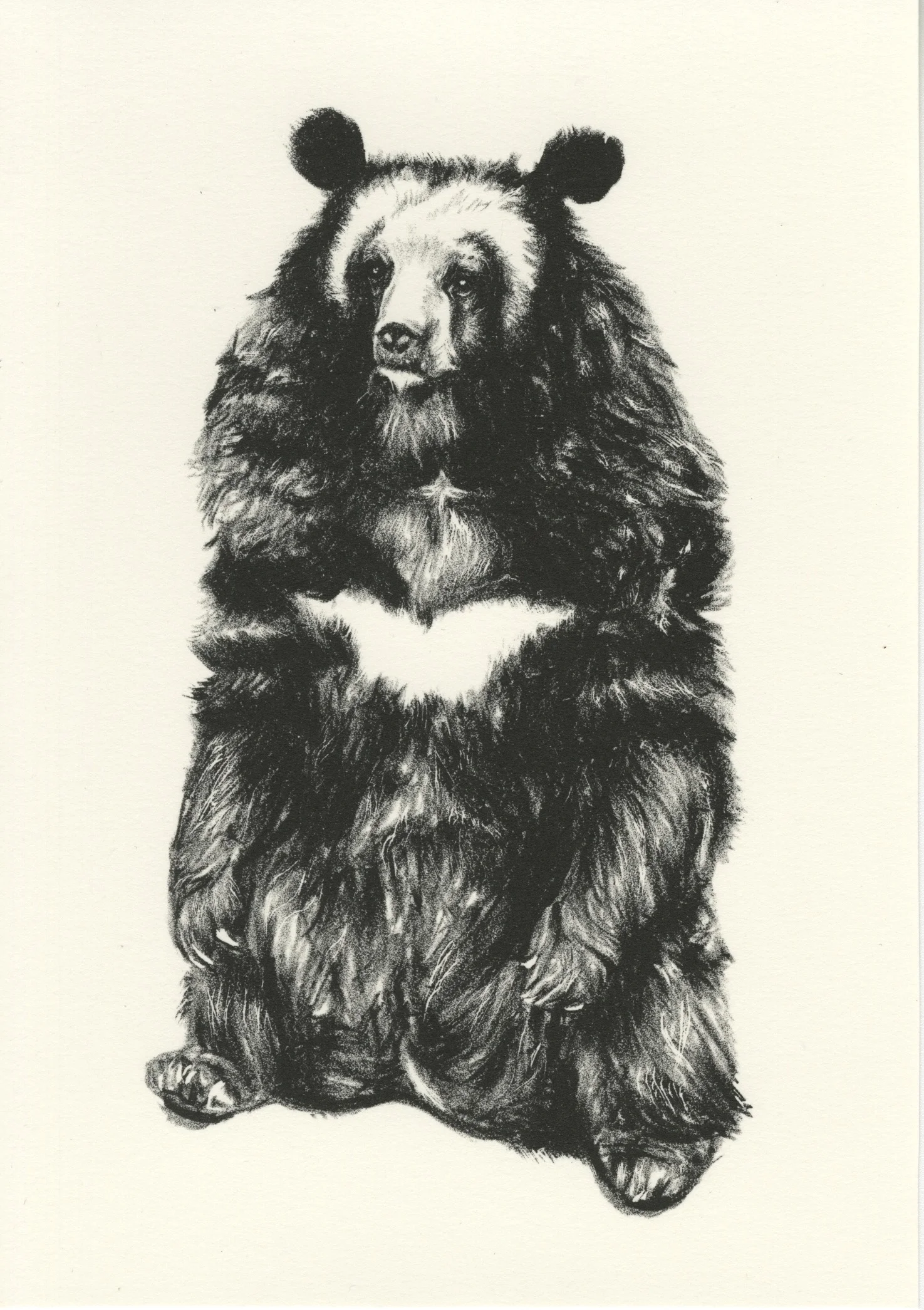 Asian Black Bear, 2018