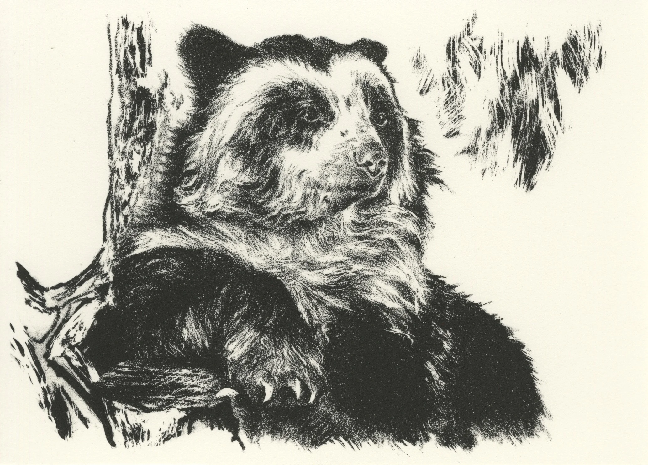 Spectacled Bear001.jpg