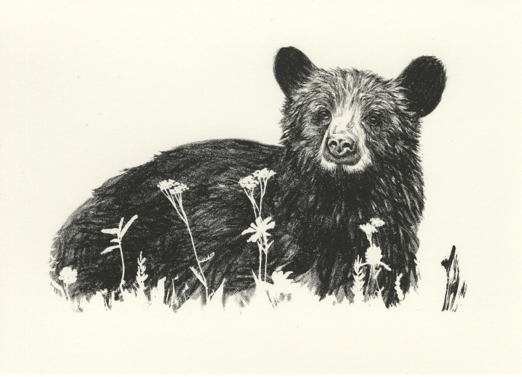 American Black Bear, 2018
