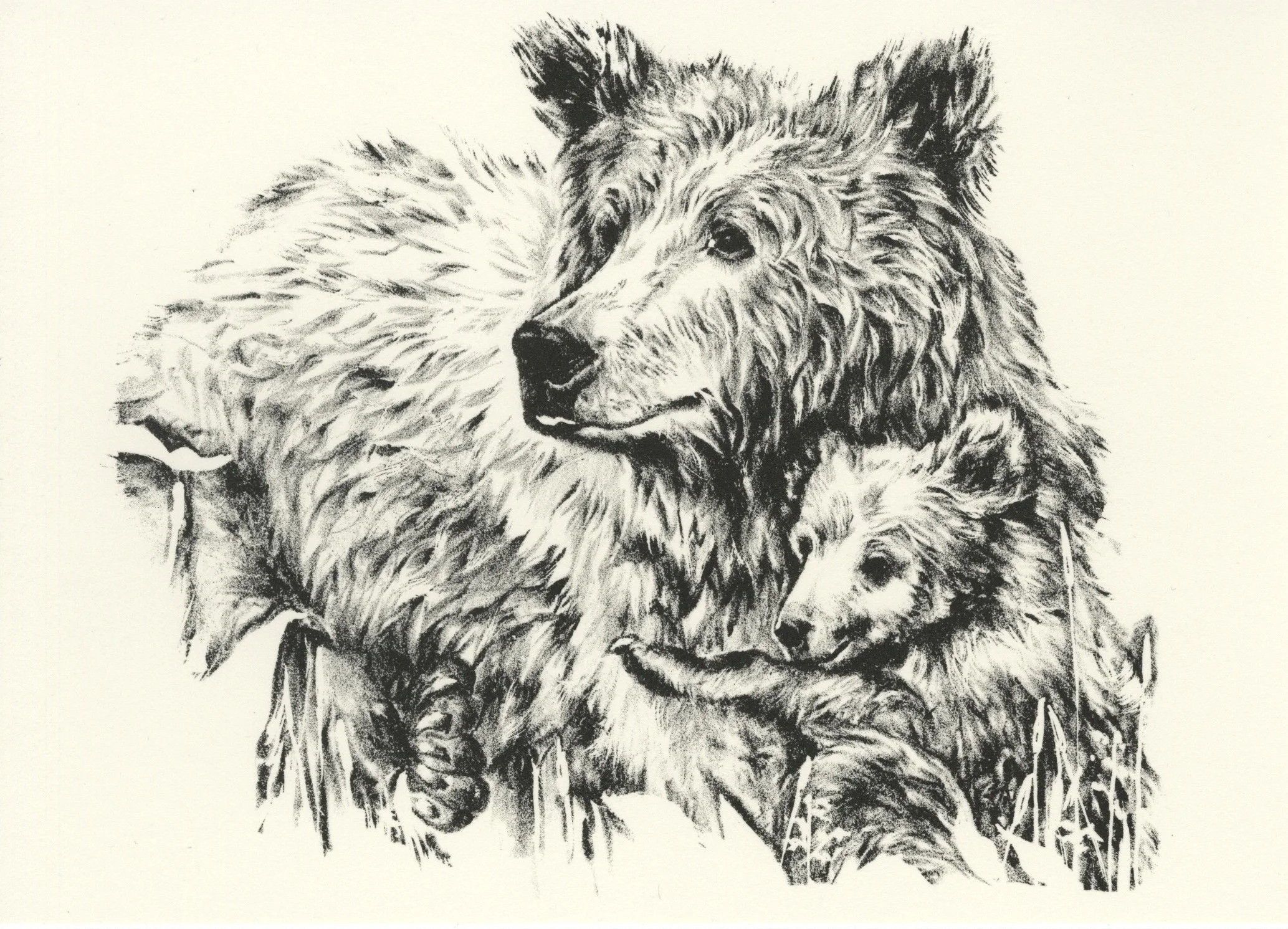 Grizzly Bear, 2018