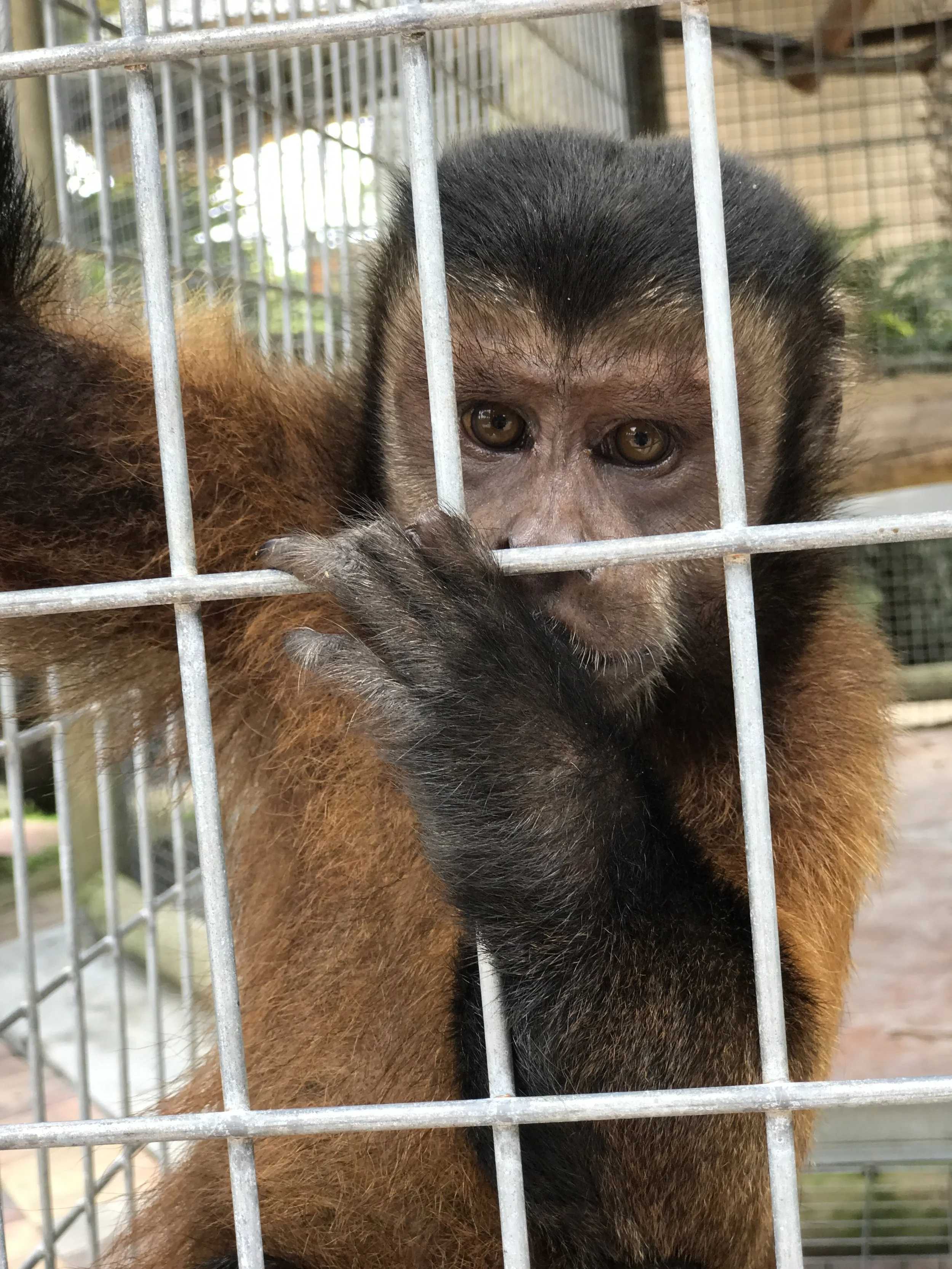 BLACK CAP CAPUCHIN — La Jungla Exotic Wildlife