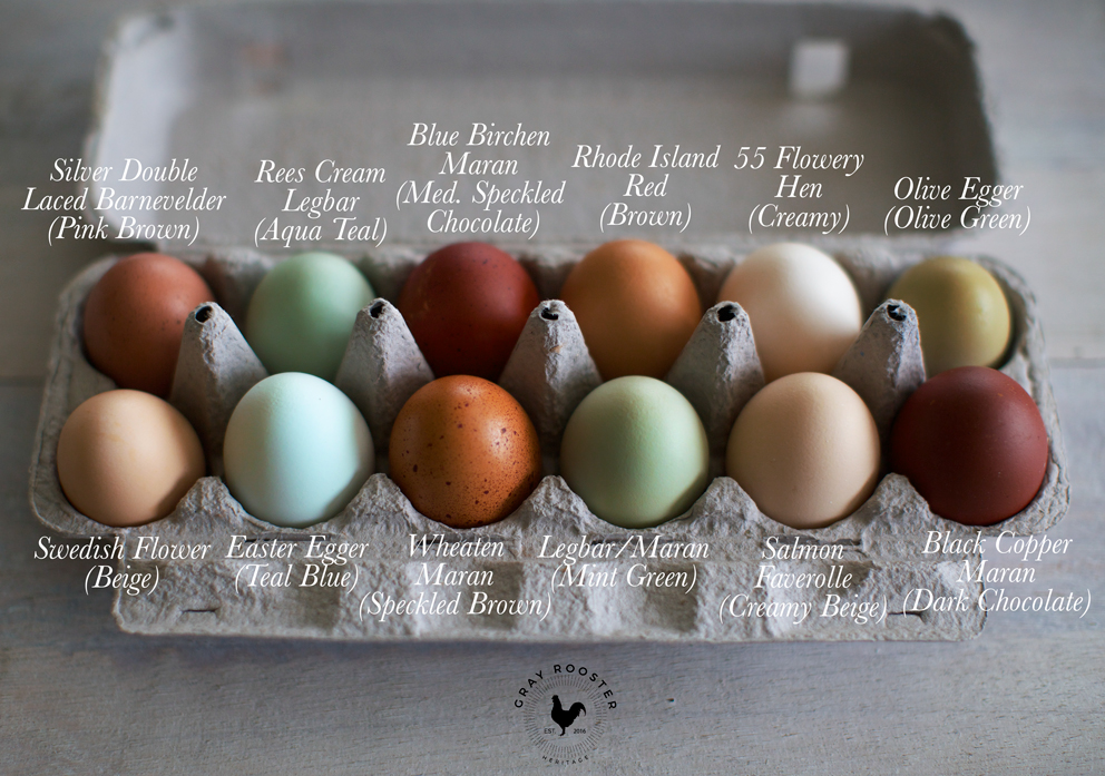 Egg-Color-WEB.jpg