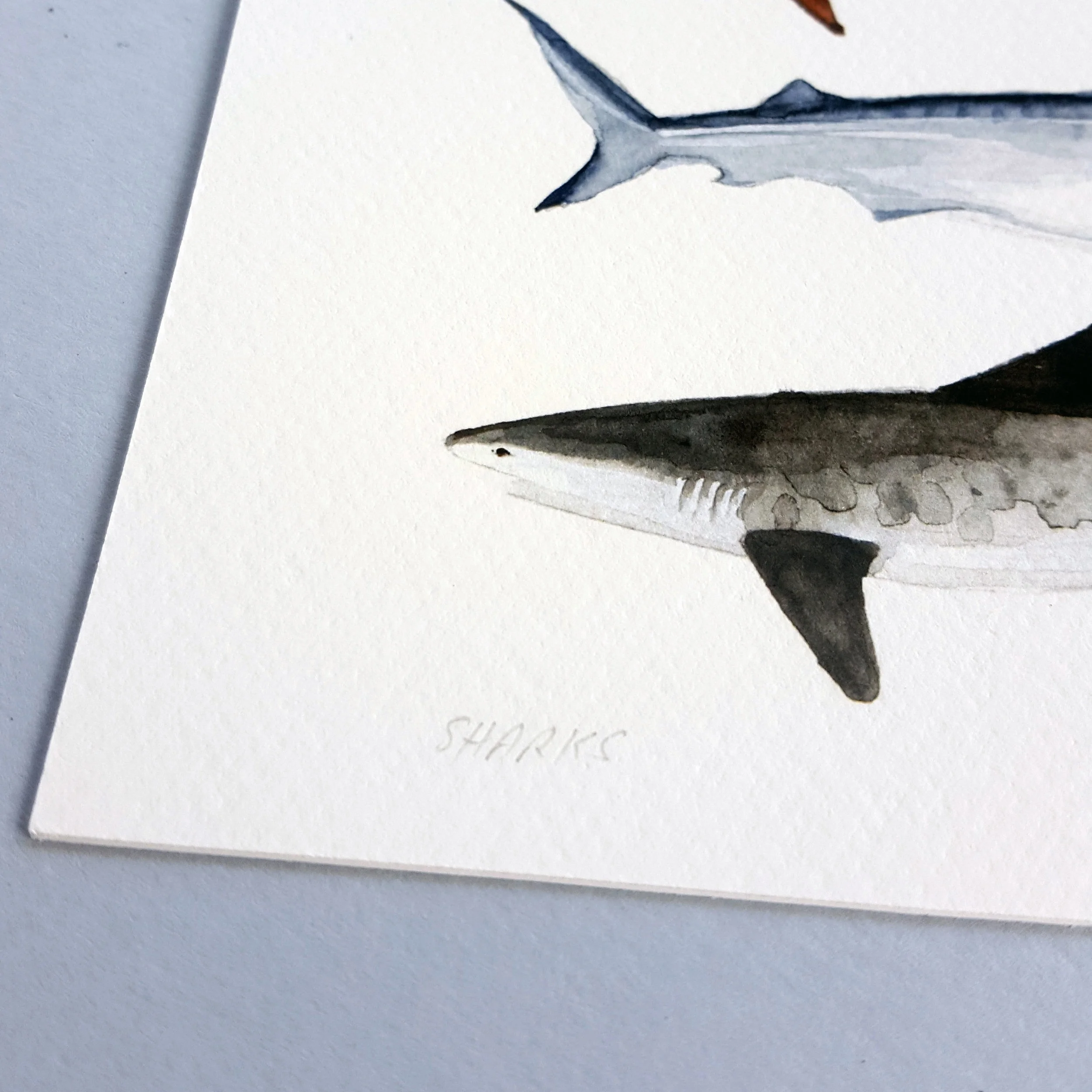 Illustration+-+Sharks+Details+2.jpg