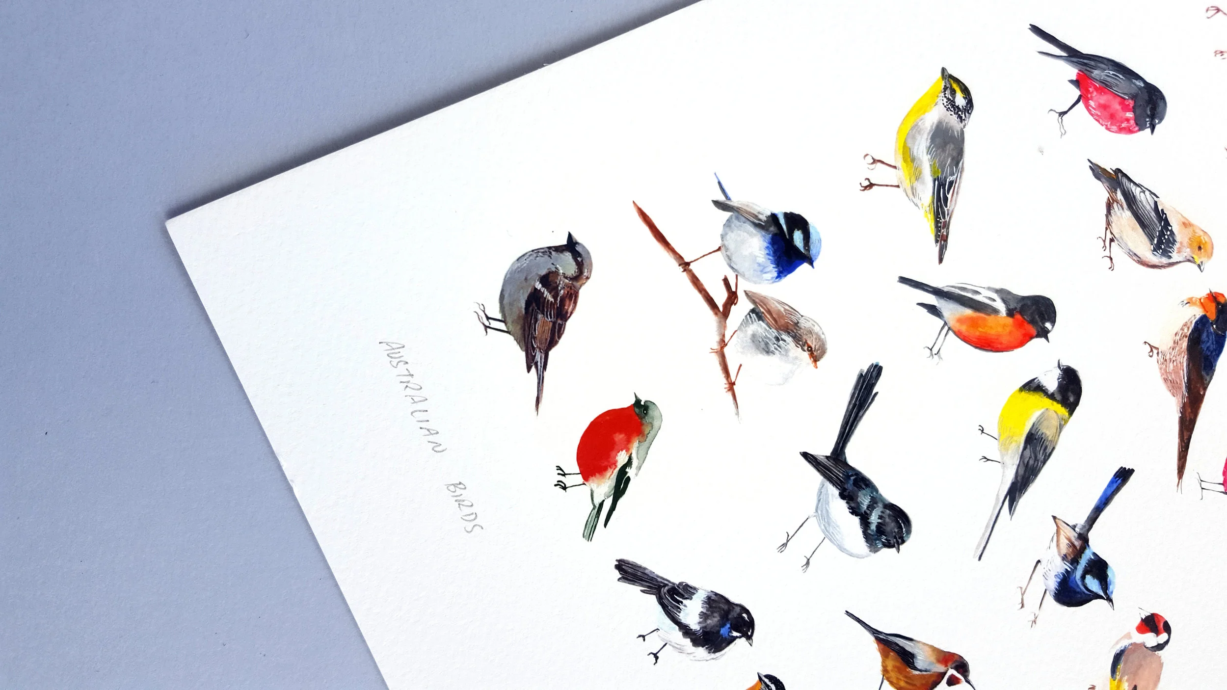 Illustration - A Birds Details 1.jpg