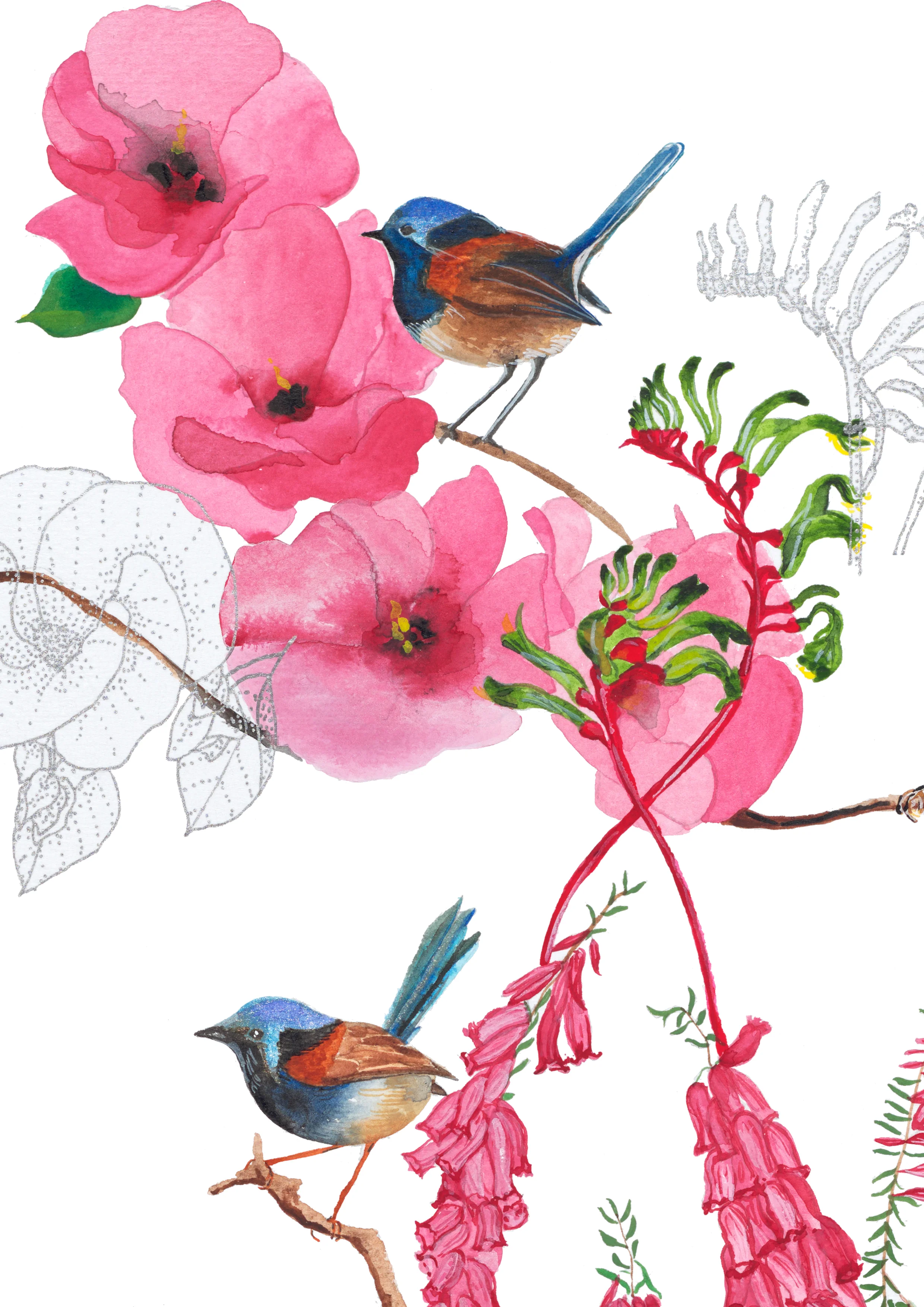 Fairy Wren - 1.jpg