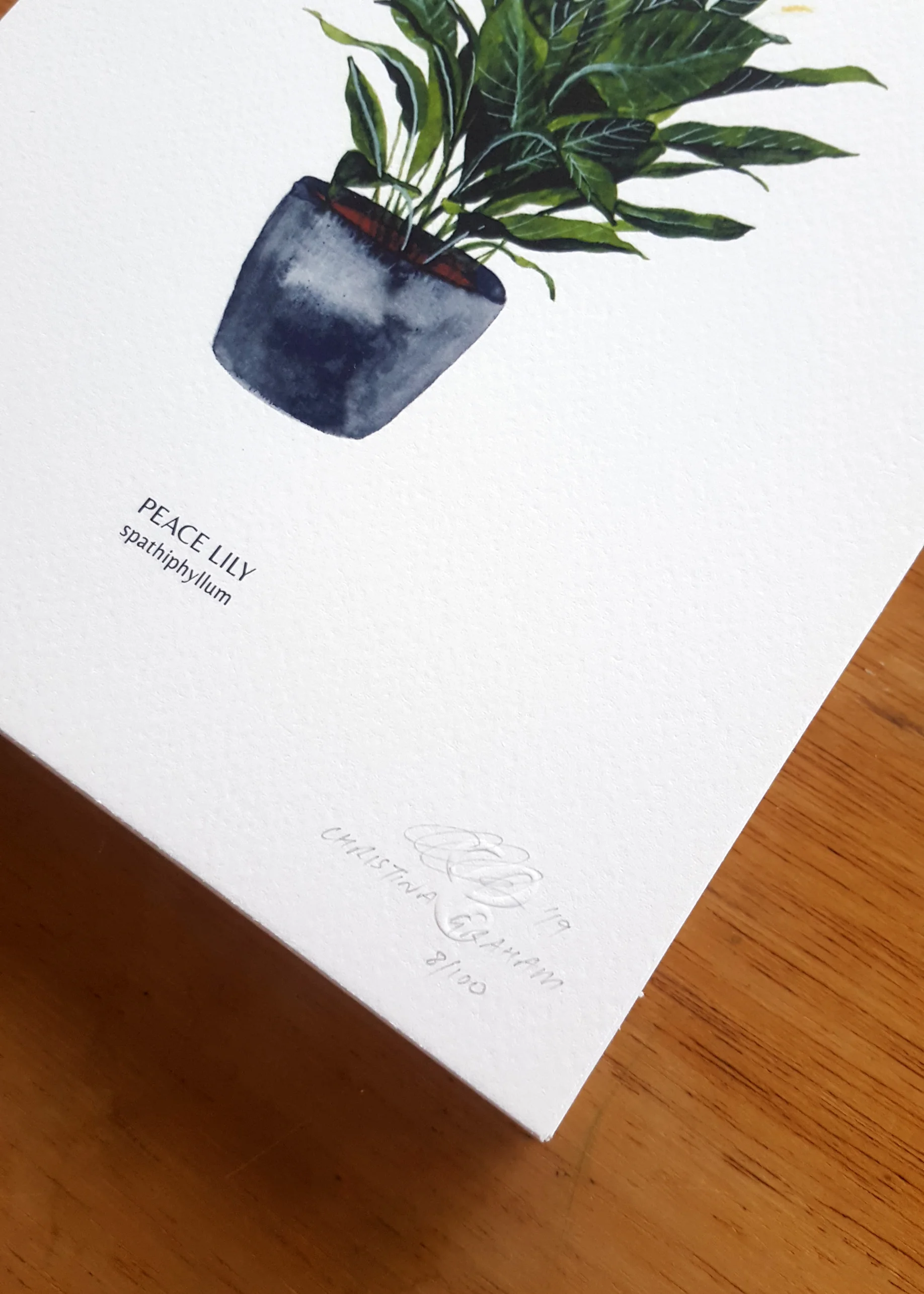 Illustration - House Plants - Peace Lily Website Images 2.jpg