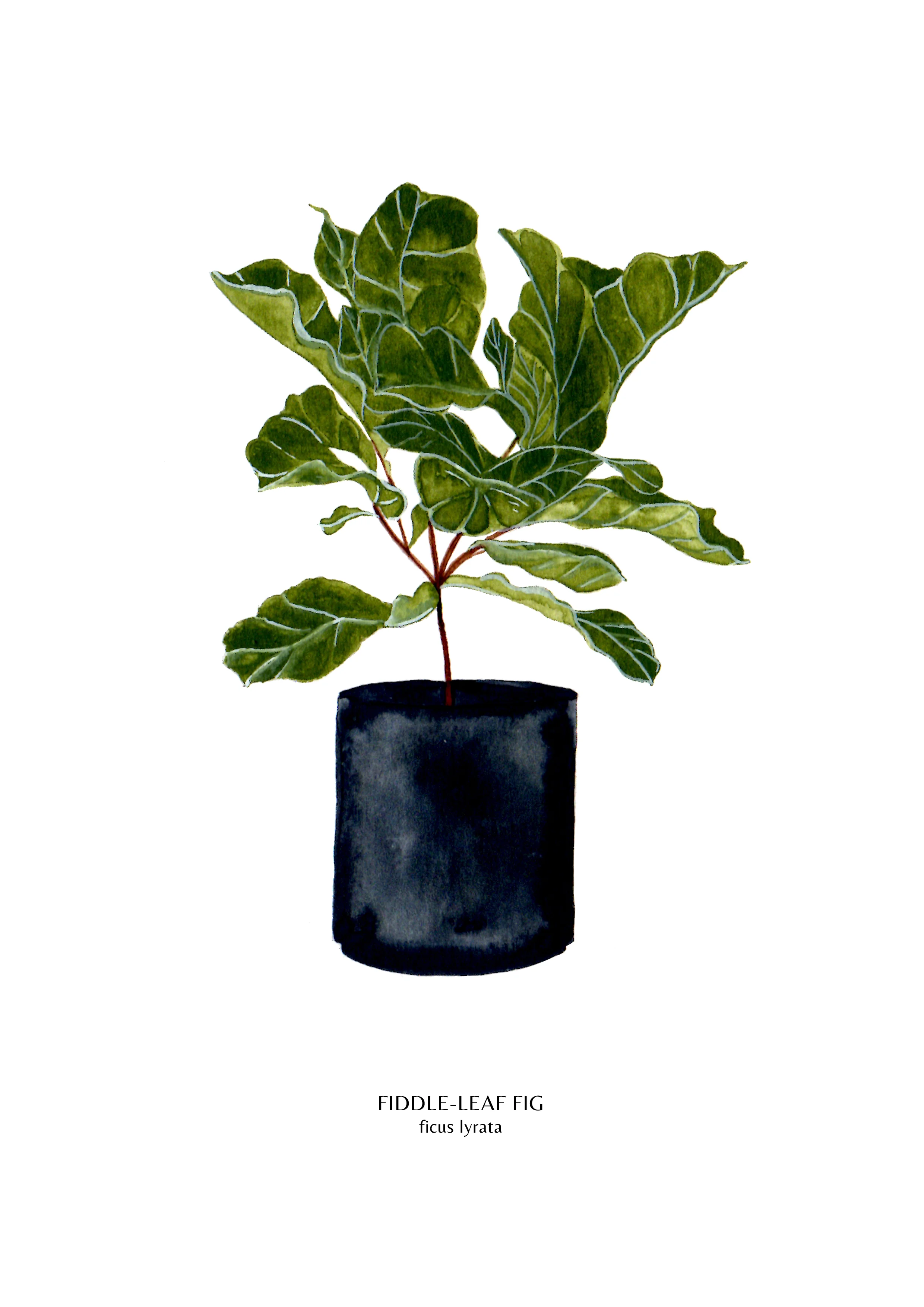 House Plants - Names - Print Files - Fiddleleaf Fig.jpg