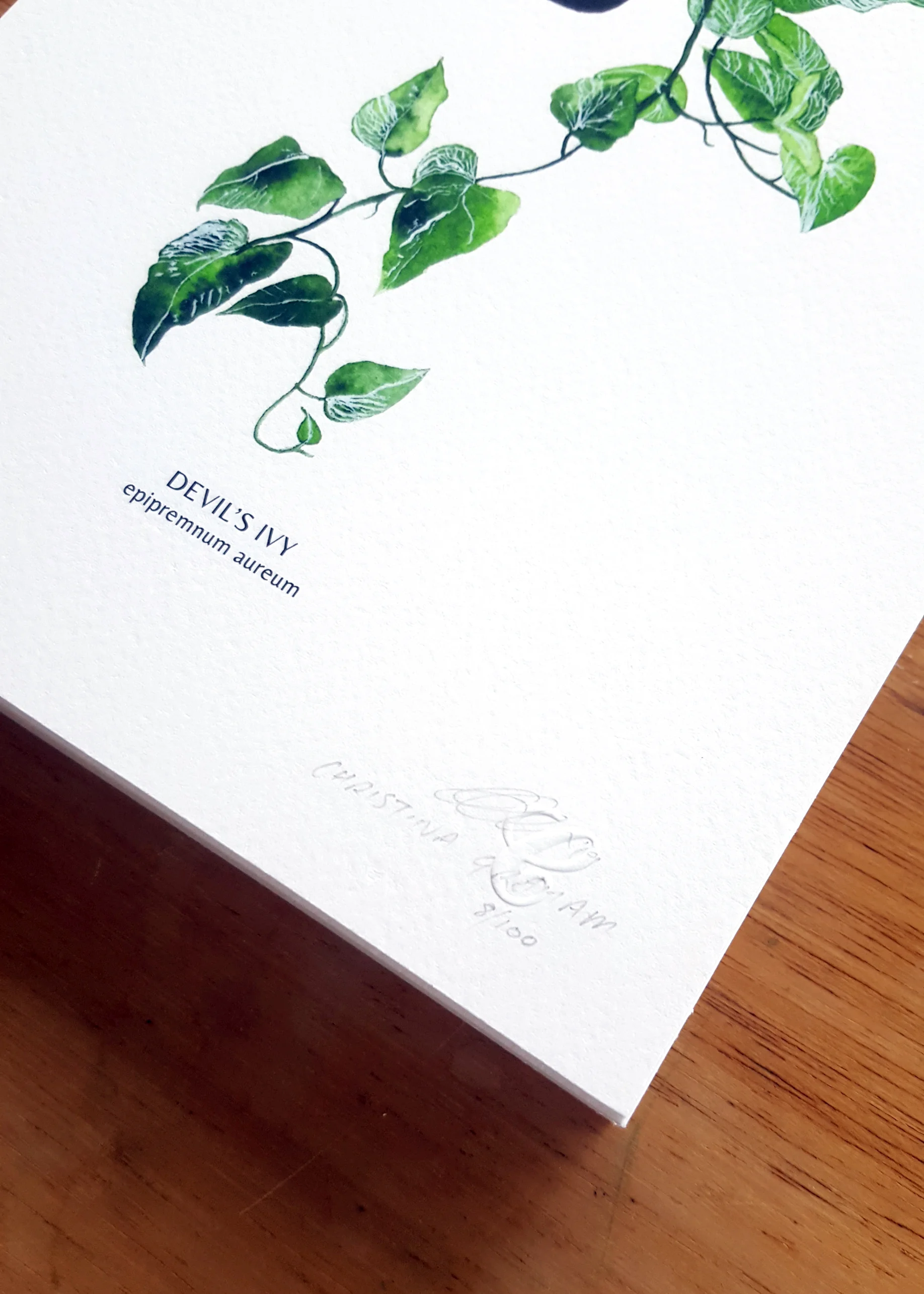 Illustration - House Plants - Devils Ivy Website Images 2.jpg