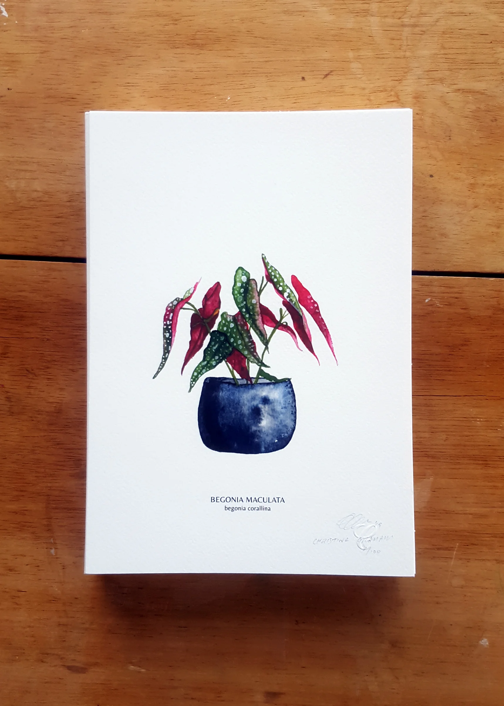 Illustration - House Plants - Begonia Website Images 1.jpg