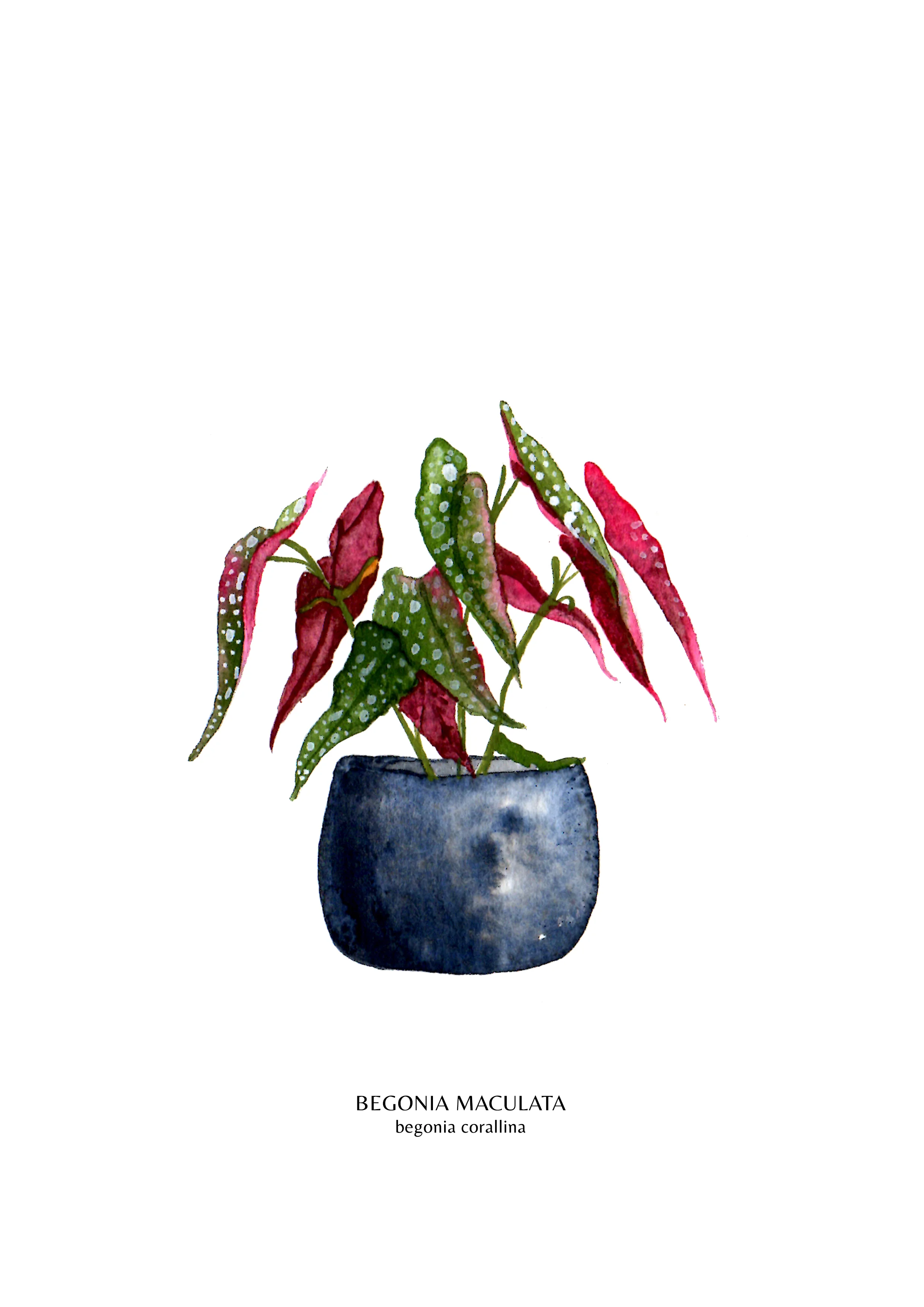House Plants - Names - Print Files - Begonia.jpg