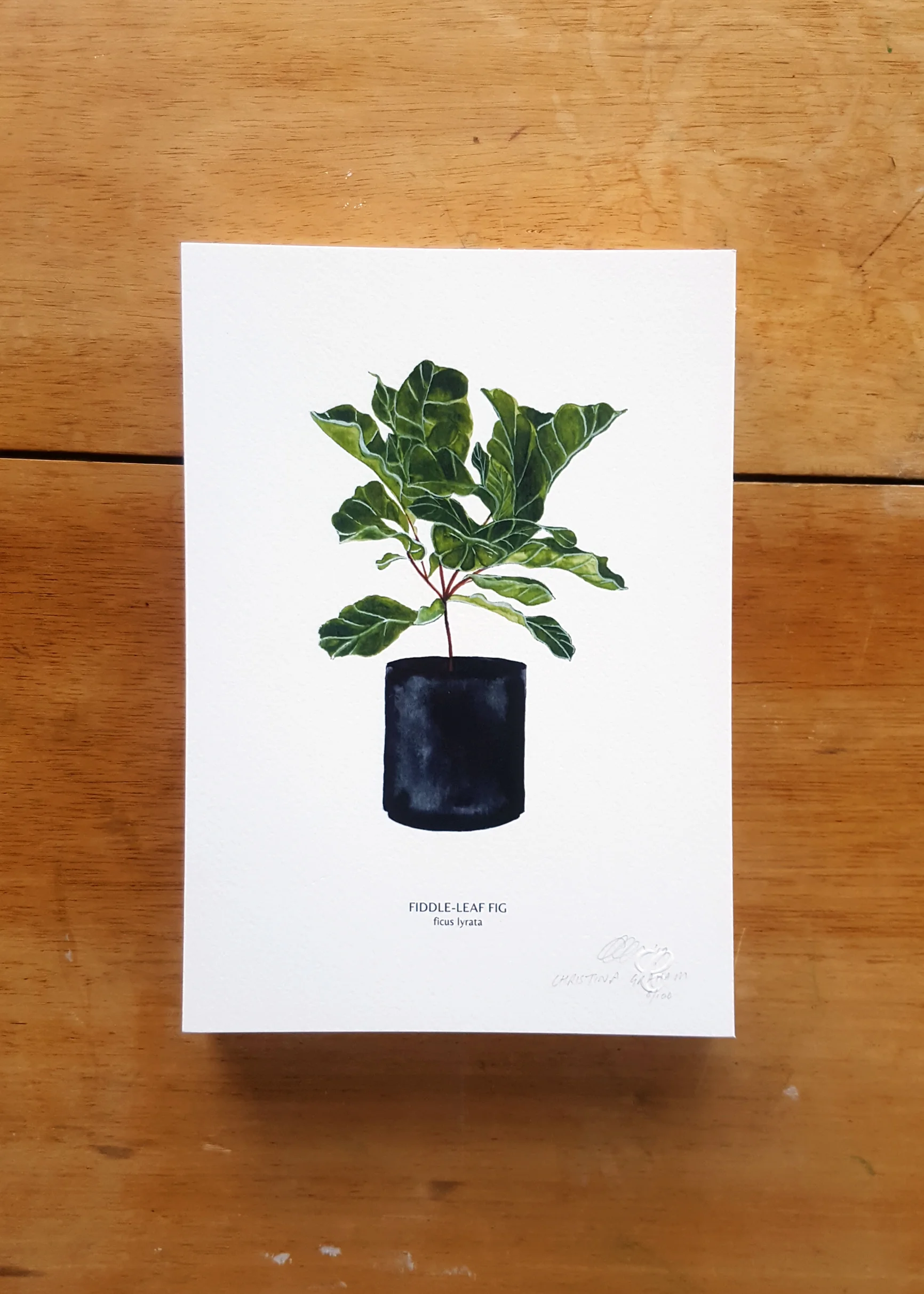 Illustration - House Plants - Fiddleleaf Fig Website Images.jpg