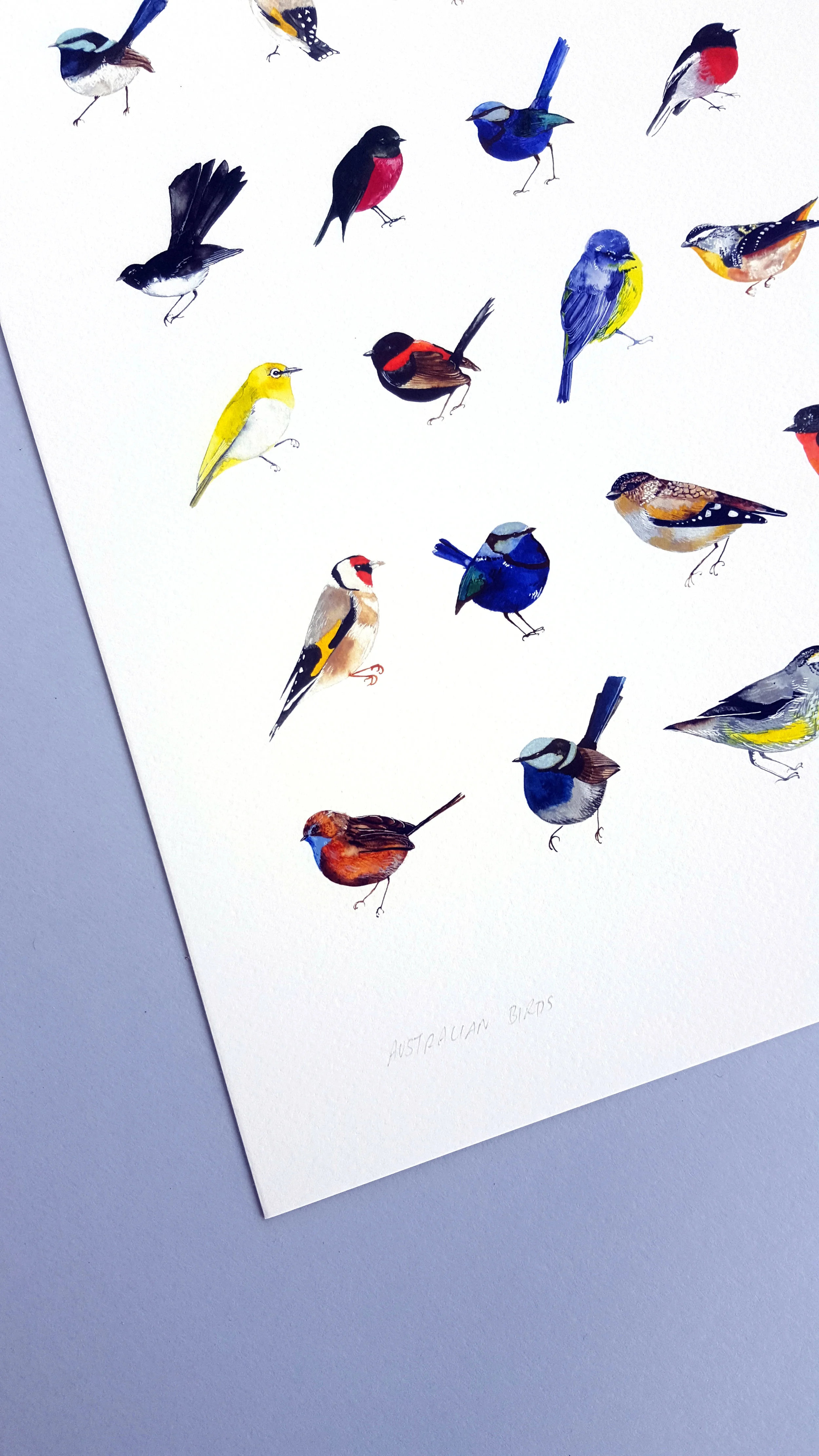 Illustration - A Birds Details 2.jpg