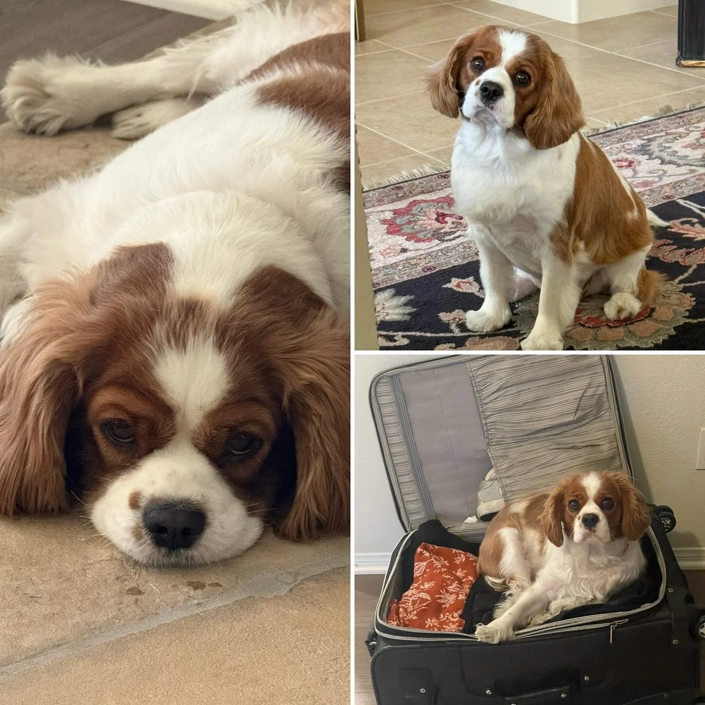 Happy National Dog Day - Chloe (when she&rsquo;s not pouting) wishes everyone a great day! #emgtravelgirl #nationaldogsday