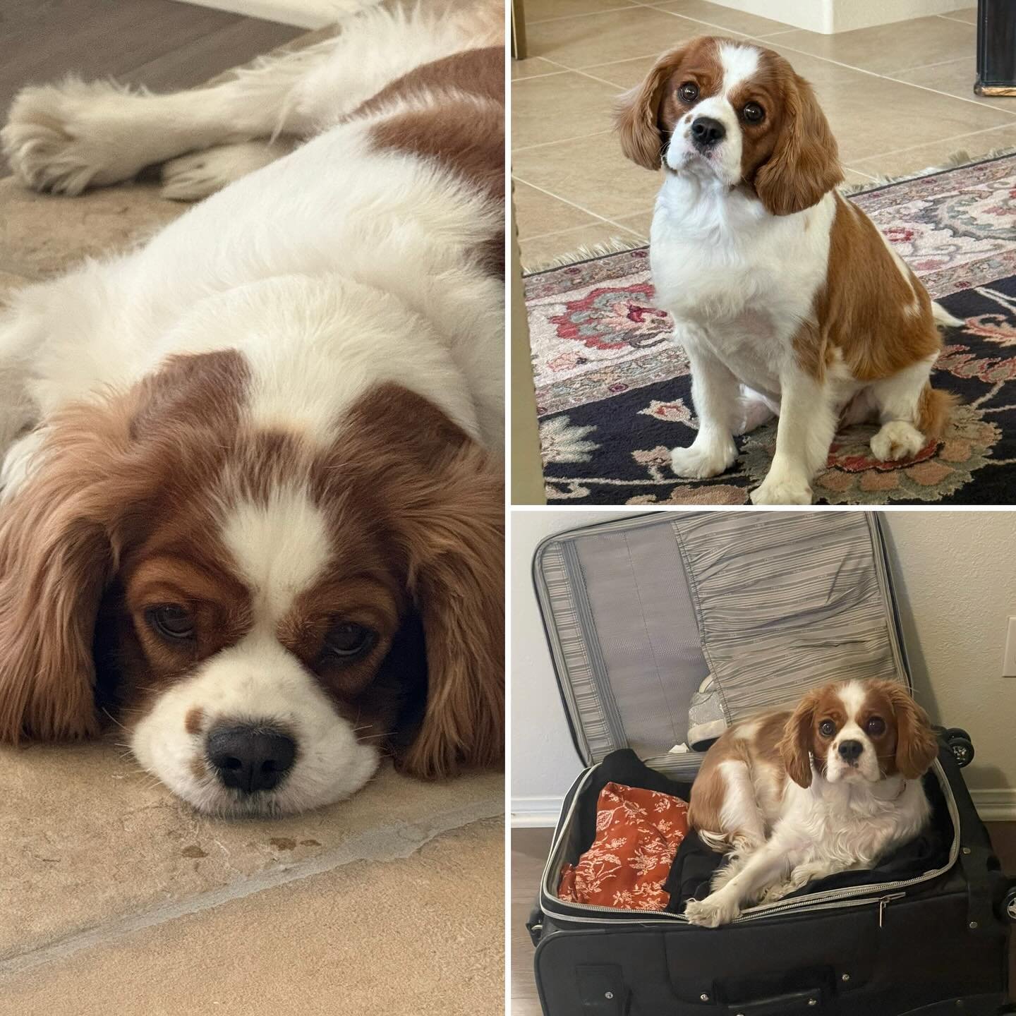 Happy National Dog Day - Chloe (when she&rsquo;s not pouting) wishes everyone a great day! #emgtravelgirl #nationaldogsday