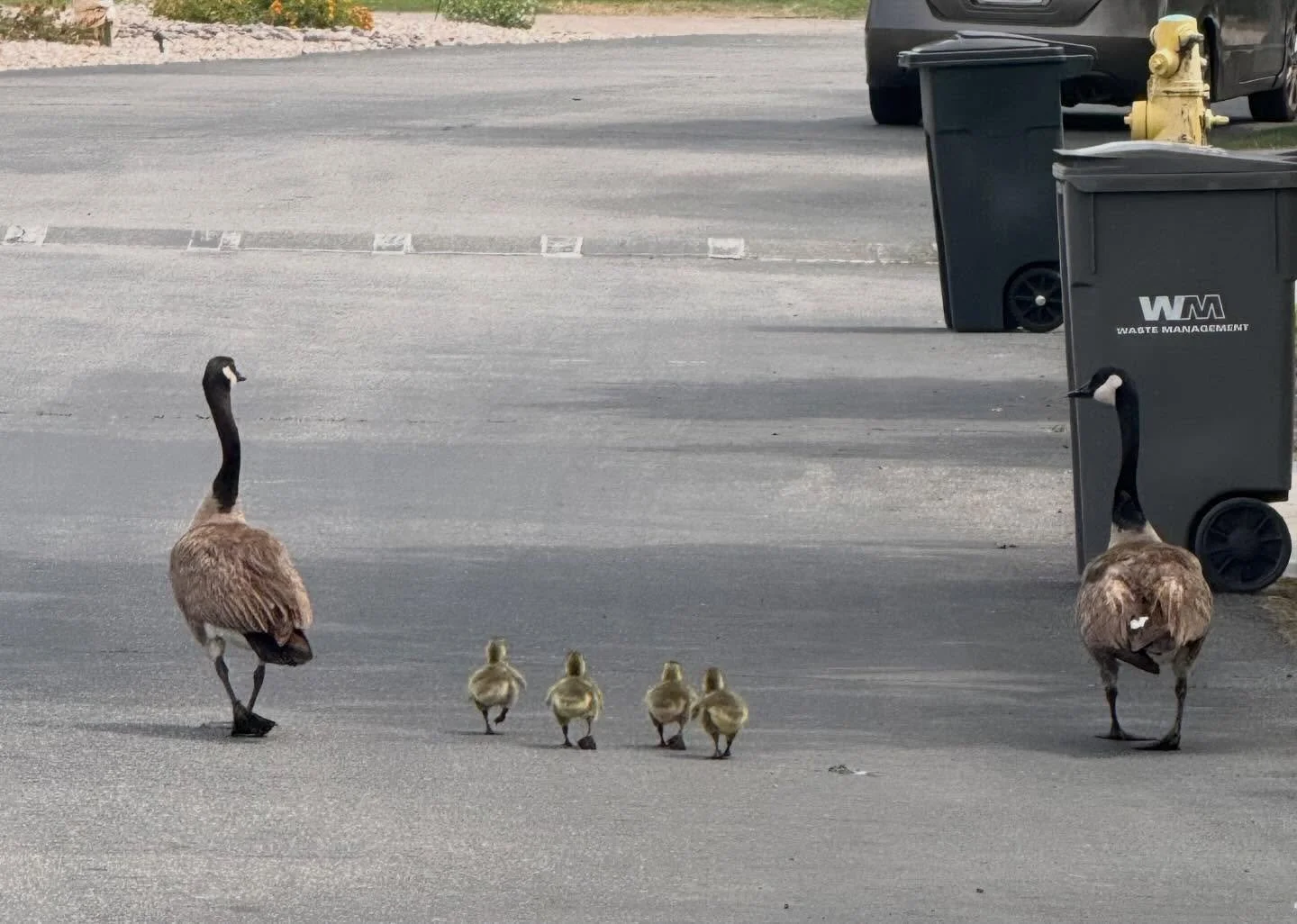 Spring has sprung in the desert - Mama and her babies taking an afternoon stroll #emgtravelgirl #missionhillscountryclub #ranchomirage