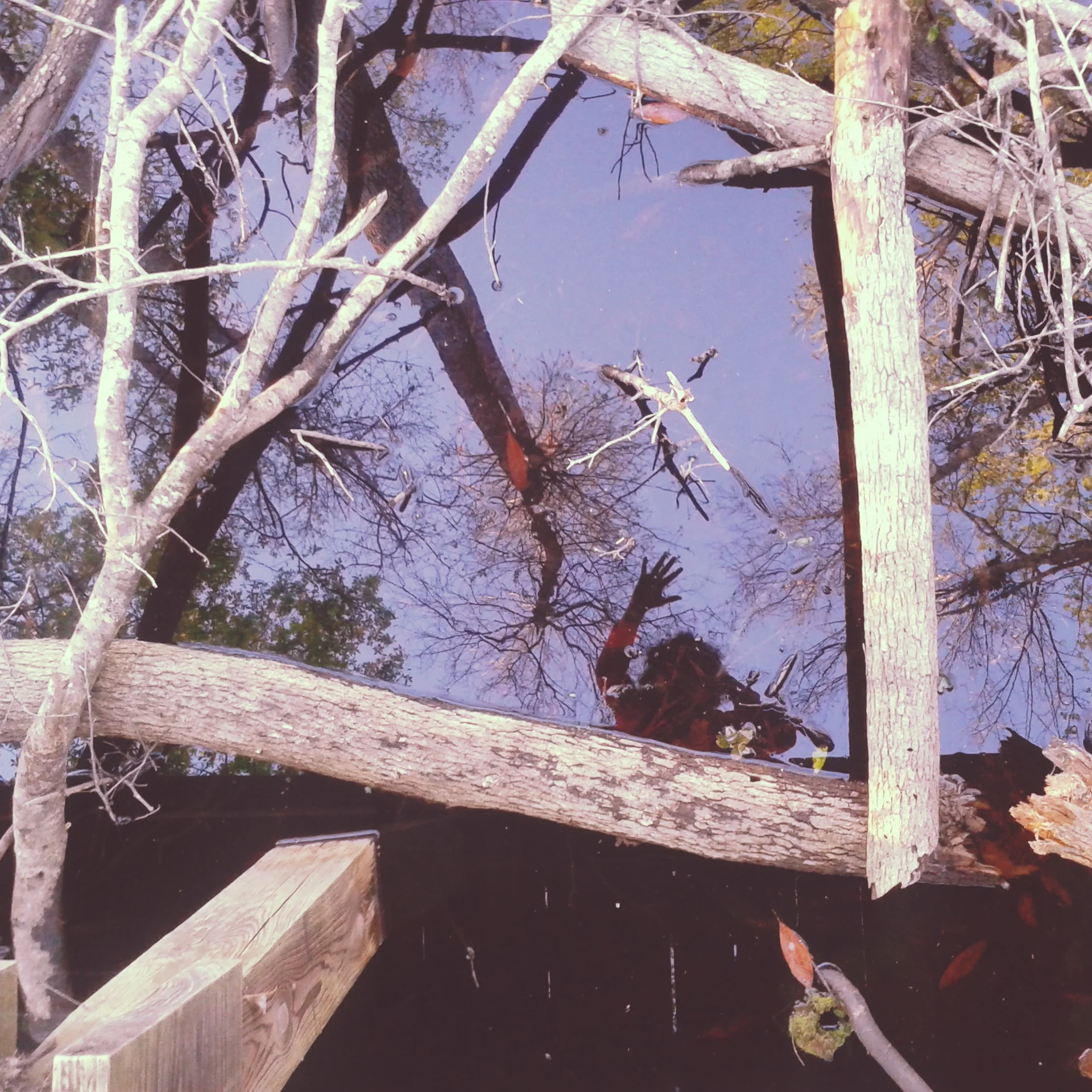 "mother swamp" digital photography. 2016