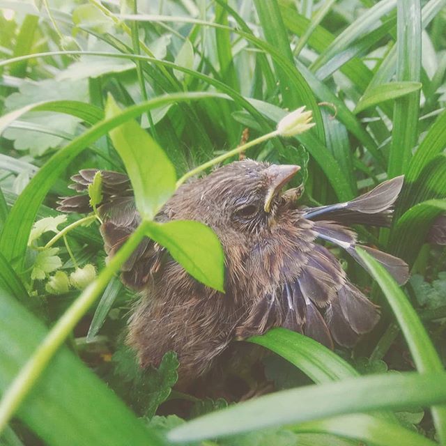 little spring 🐣 will hopefully be able to fly next time she jumps from the nest