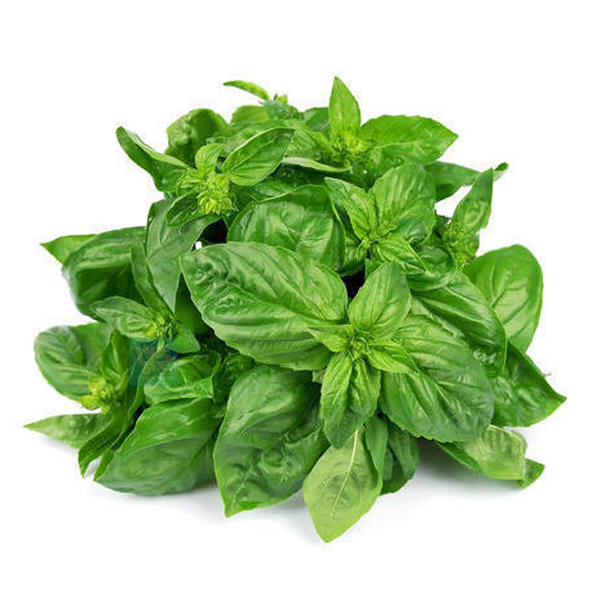 Basil