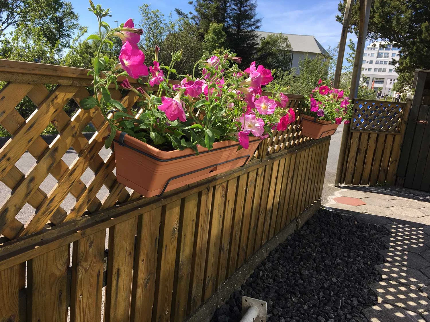 Fleiri tóbakshorn (petunia)