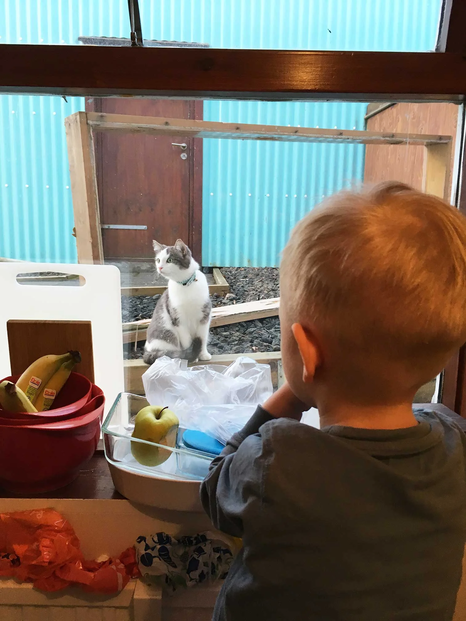 Kisa kíkir stundum á okkur