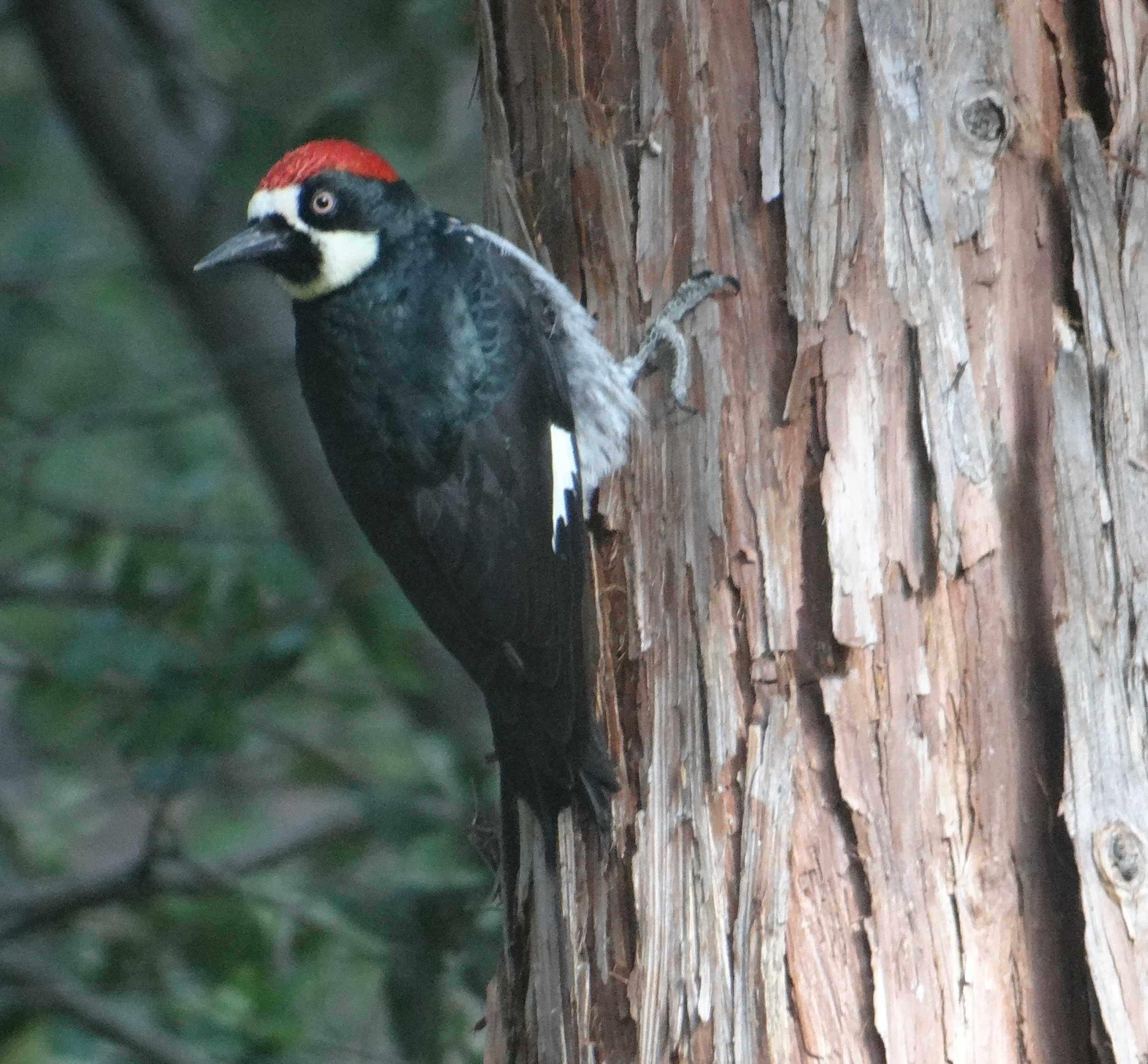  Acorn Woodpecker