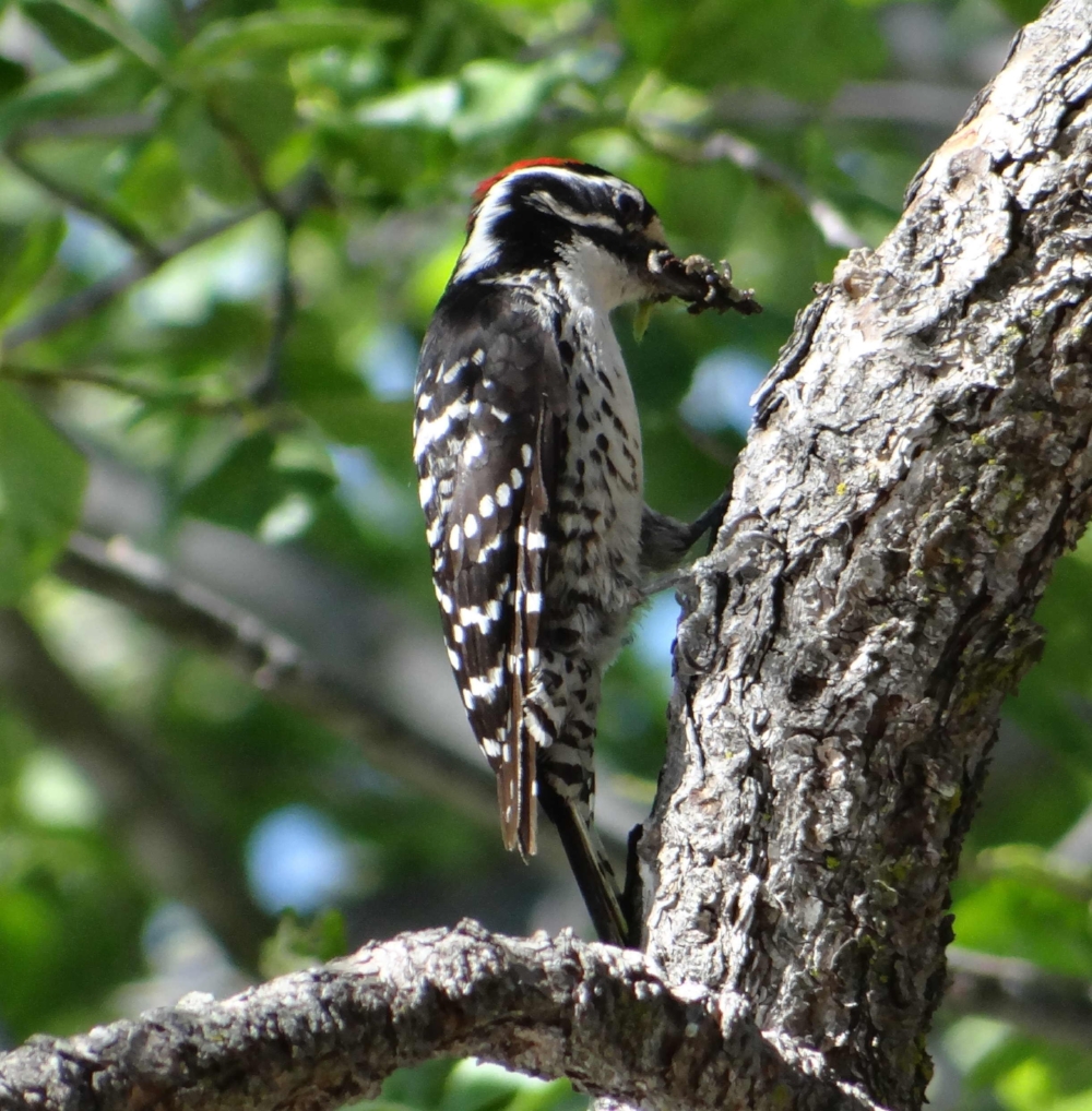  Nuttall's Woodpecker 