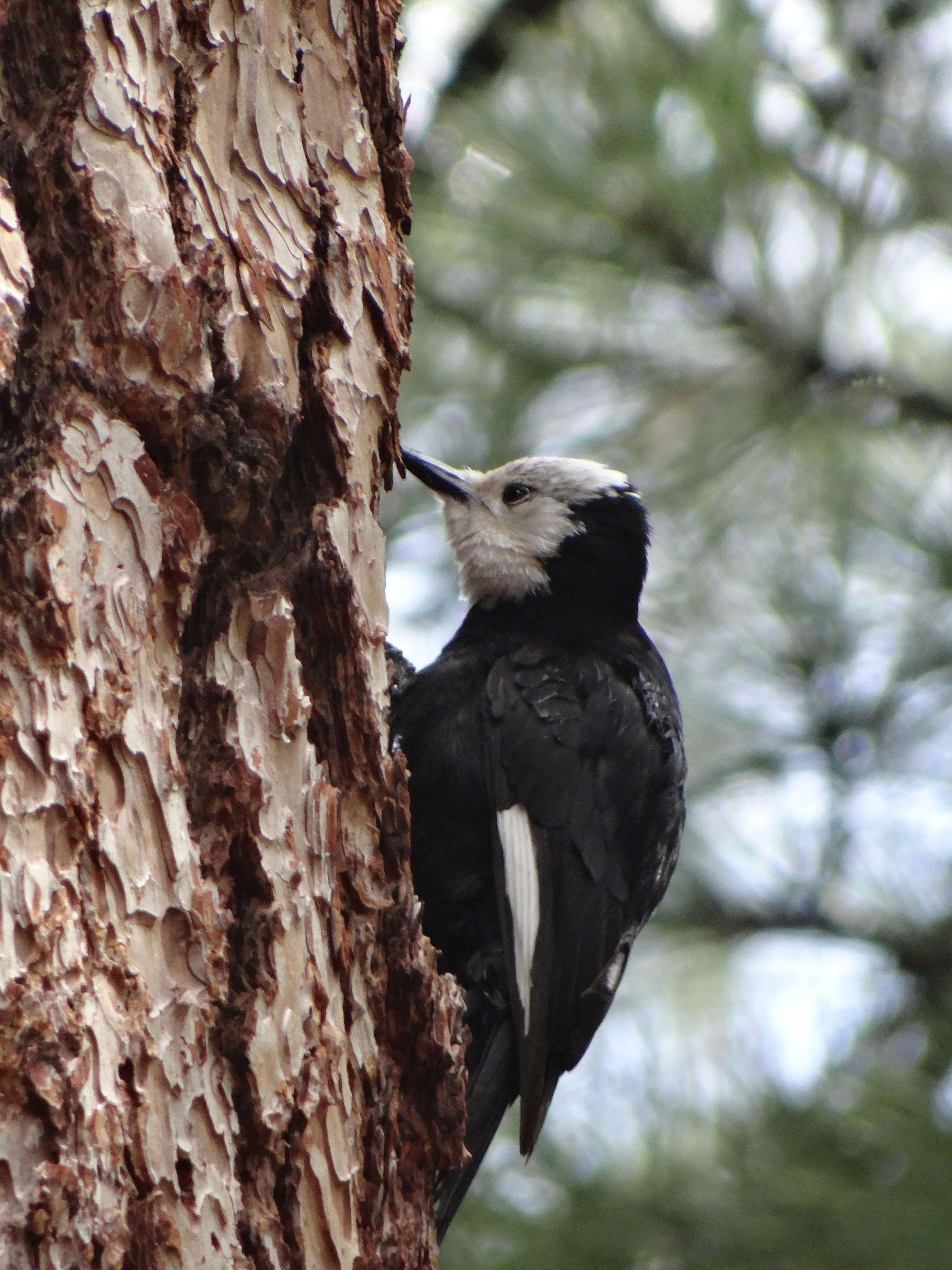  White-headed Woodpecker