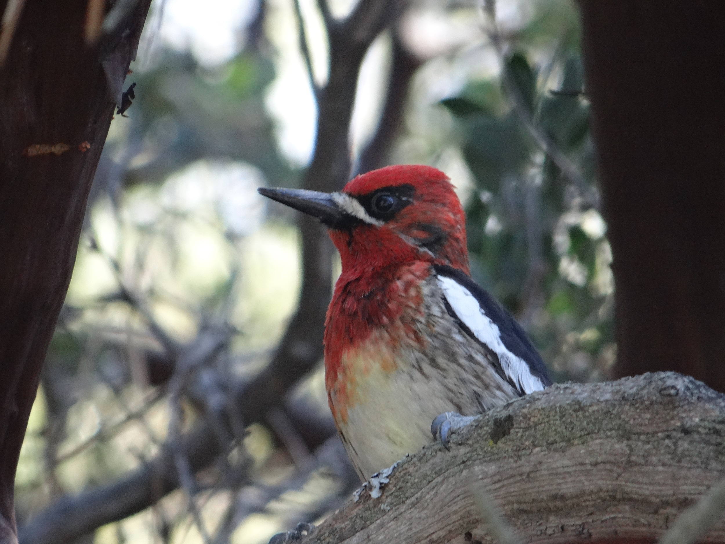  Red-breasted Sapsucker