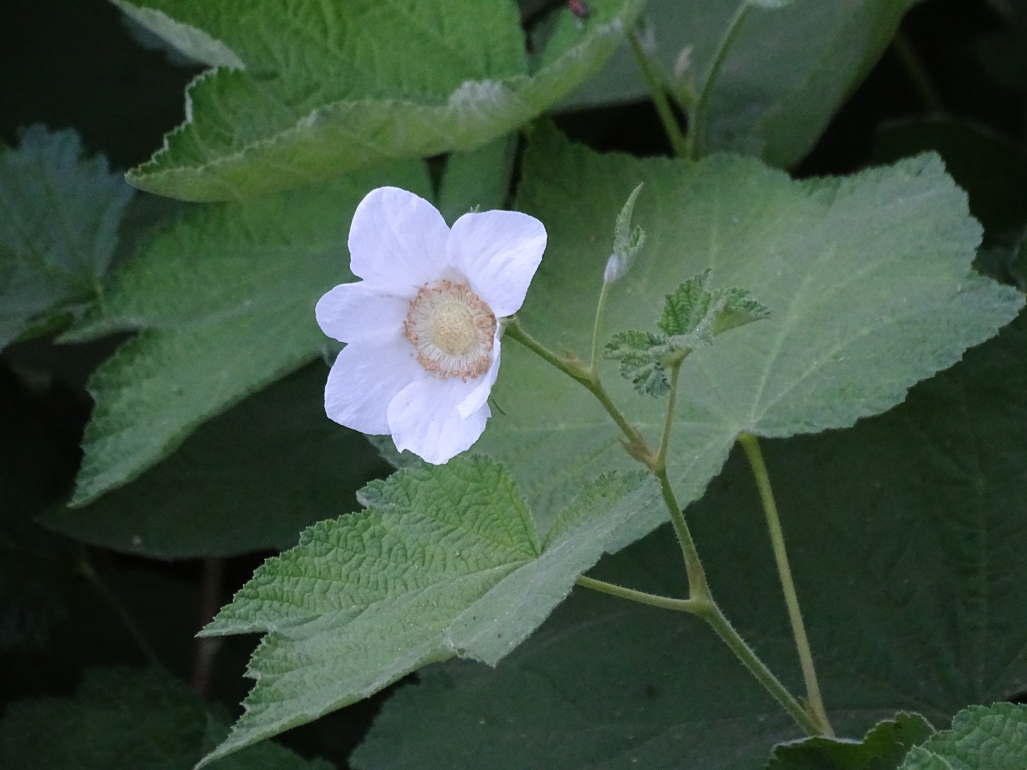 As you are hiking up Devil's Slide, look for this huge leafed flower. It is inappropriately named... it is a Thimbleberry.