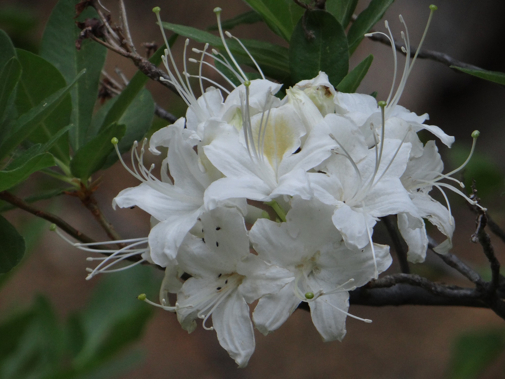Alittle further up the trail is the Western Azalea. It is past its prime but you should still be able to see some of these flowers.