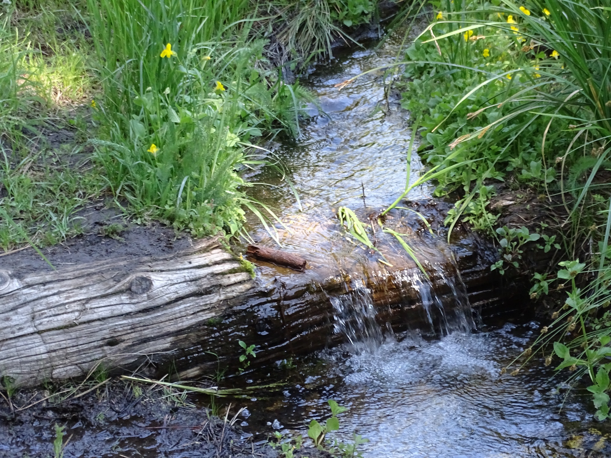 Thanks to the abundance of snow this winter, we still have some flowing creeks! Along this creek which flows through Tahquitz meadow, you can find some beautiful blooming flowers.