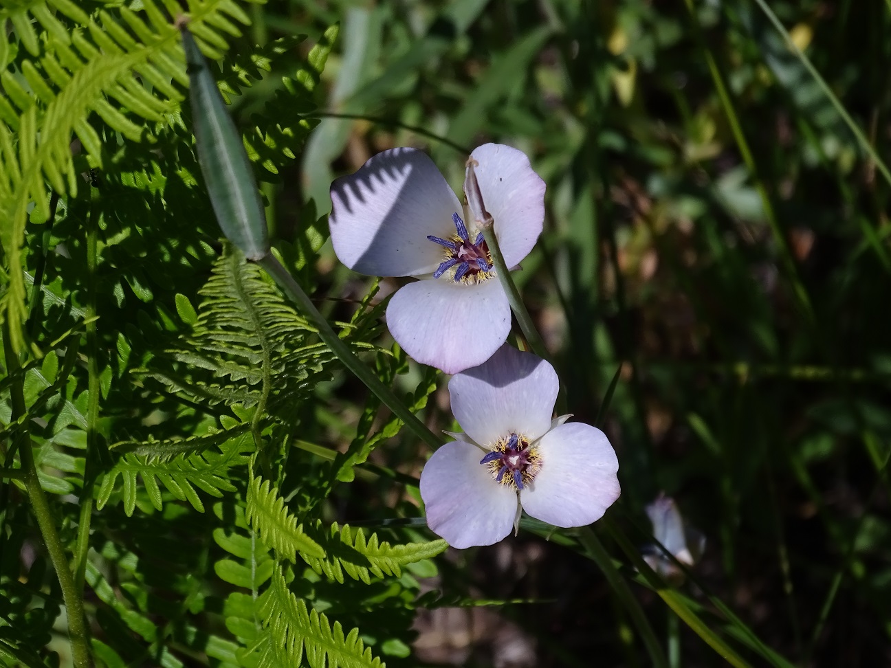 The most prevalent are the Mariposa Lily and the....