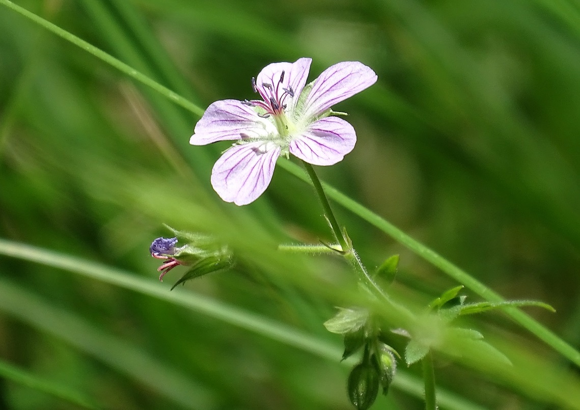 ...a California Geranium...