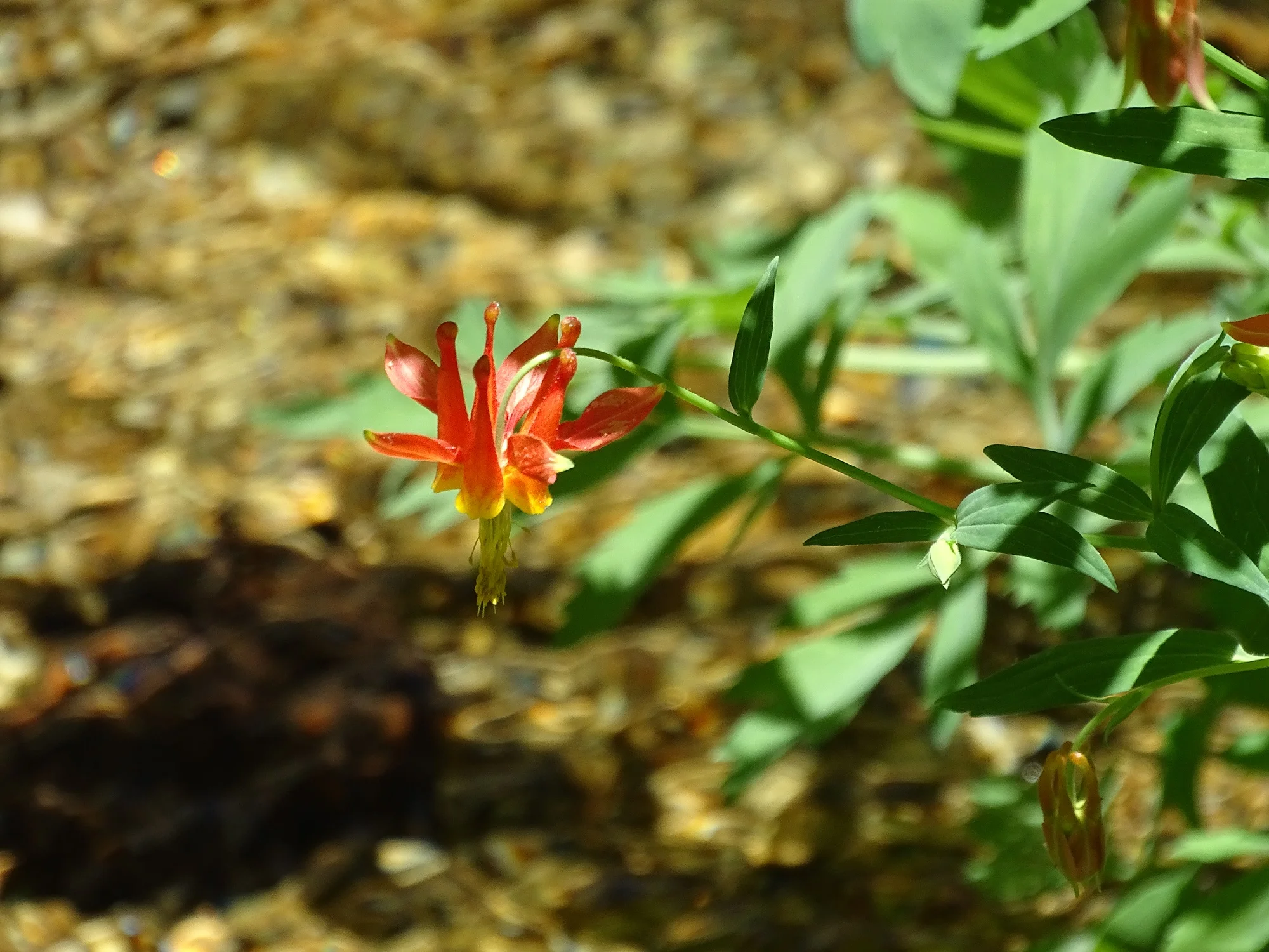 and finally, a California Columbine hanging over the water. Good luck with your searching! Enjoy the hike!
