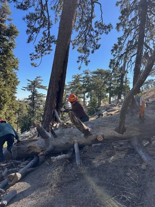 More log removal