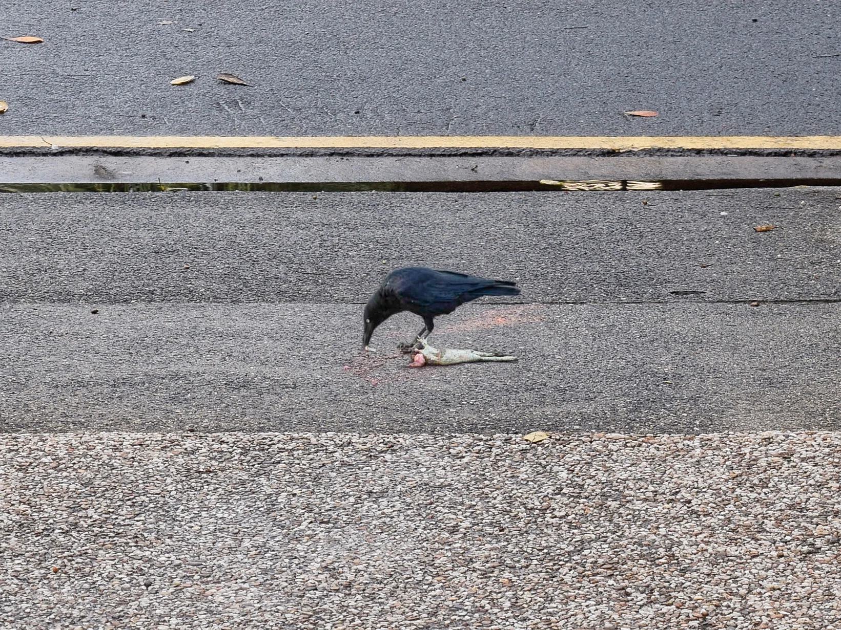 crow_HDR_1.jpeg
