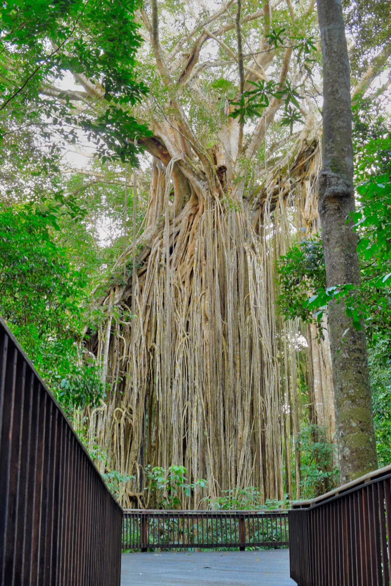 The Curtain Fig tree near Yungaburra is a must see if you are on the Tablelands. The curtain of aerial roots drops 15 metres the ground.