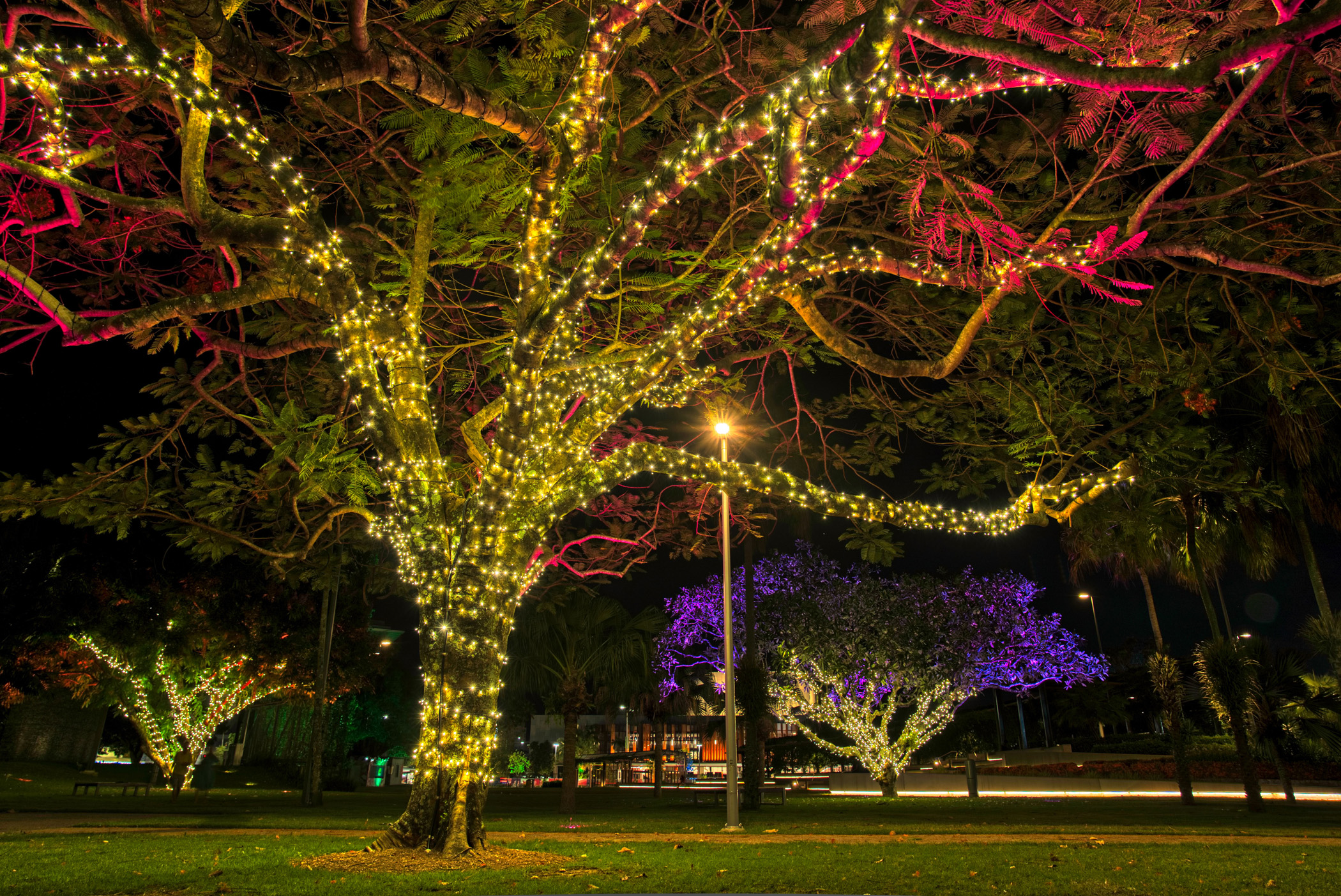 The lights in the ground change colours which cast up into the trees.