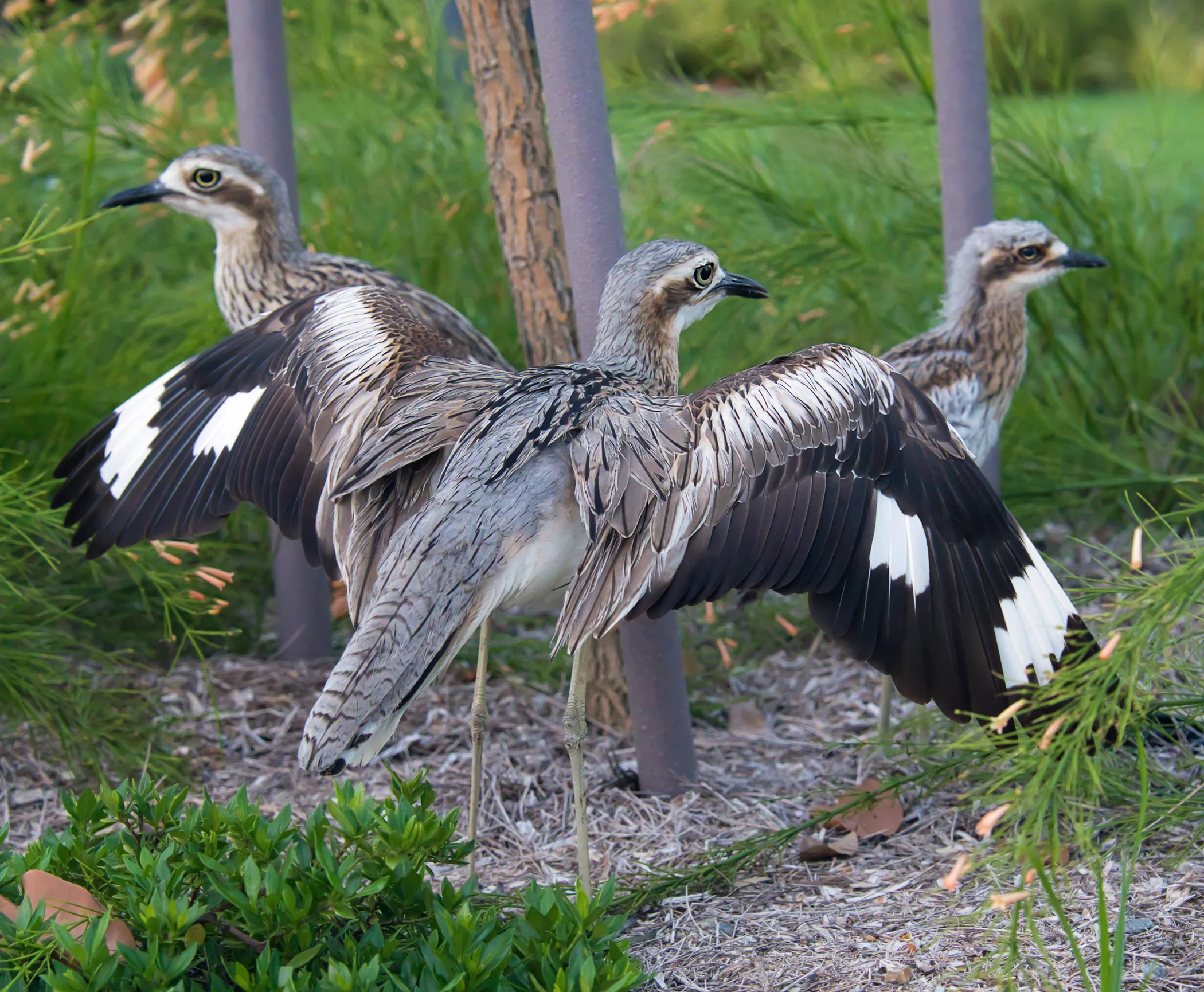 When you get too close to their chick they do this.