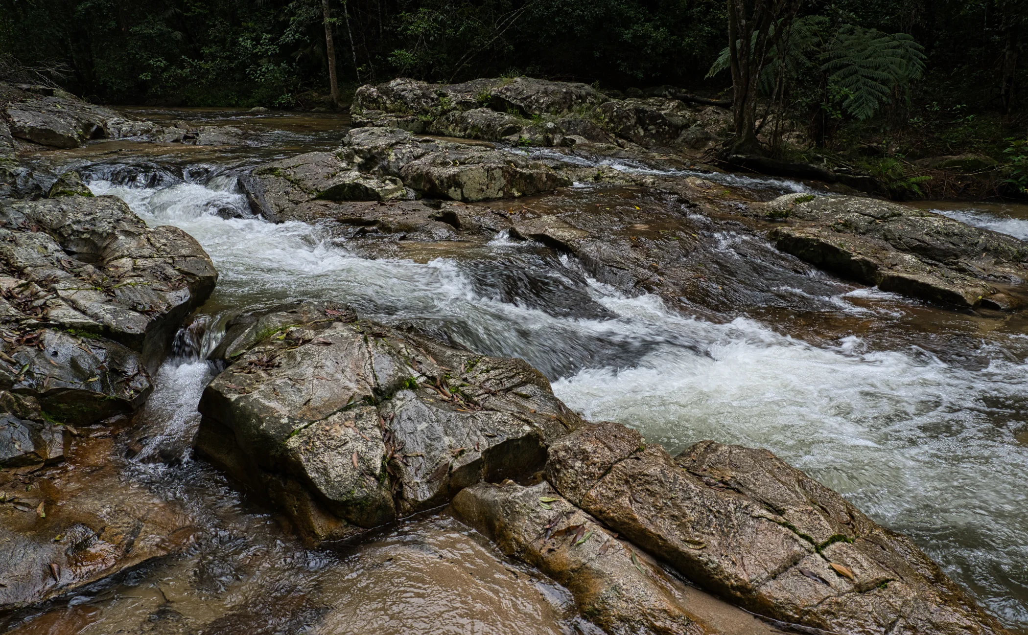 Kauri Creek Rainforest Walk - Danbulla National Park