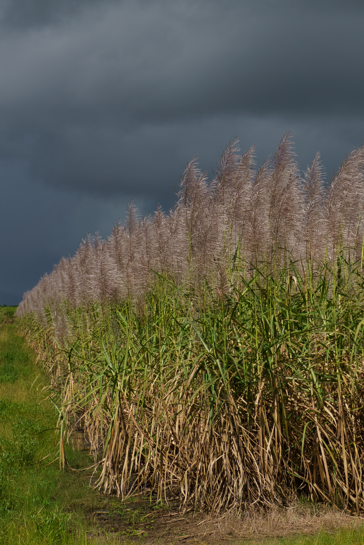 Sugar cane flowering along the Bruce Highway