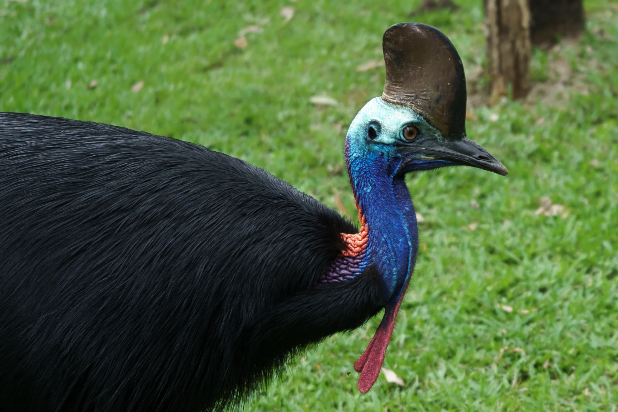 Murray Falls - Girramay National Park and a Cassowary :)