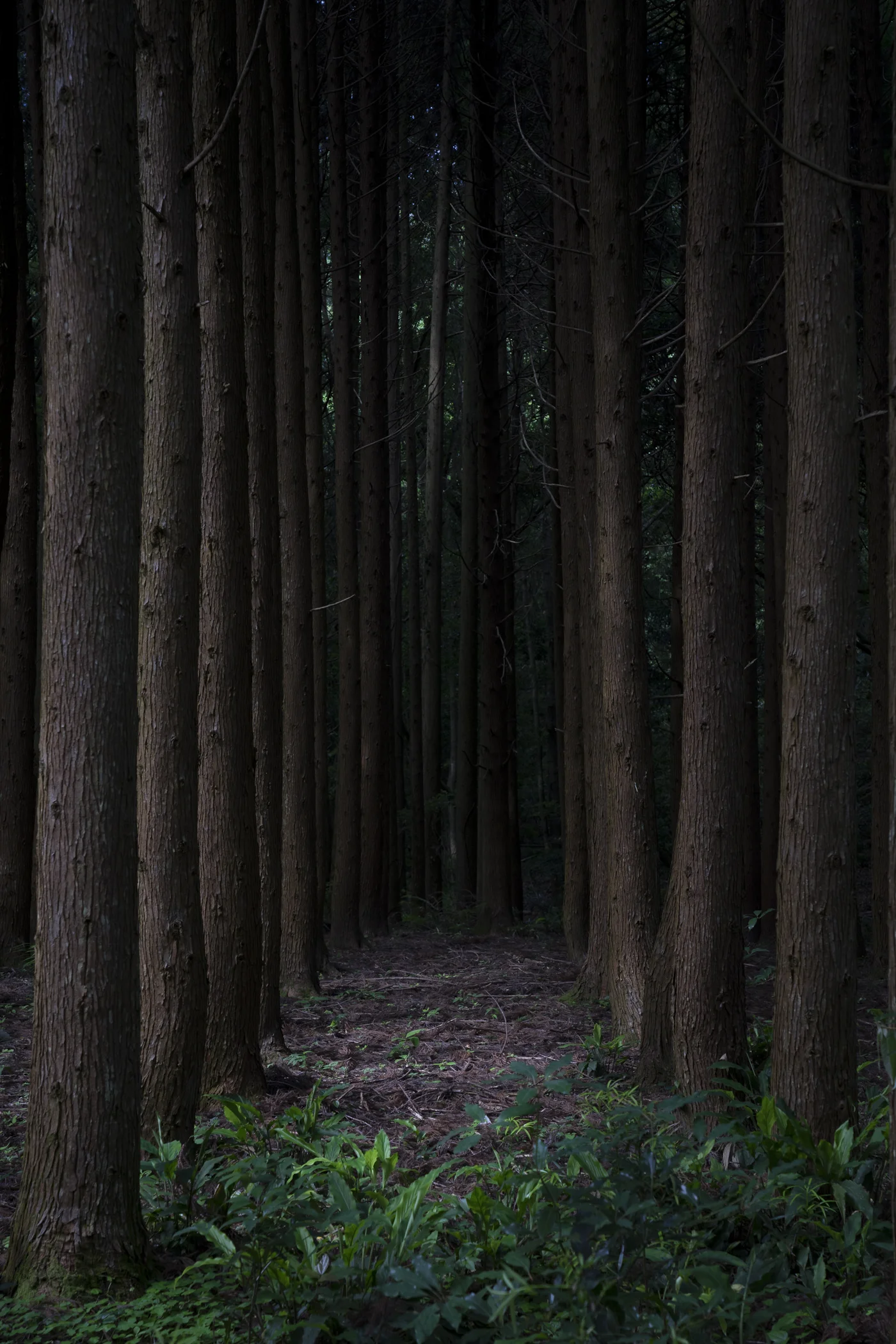 New growth forest